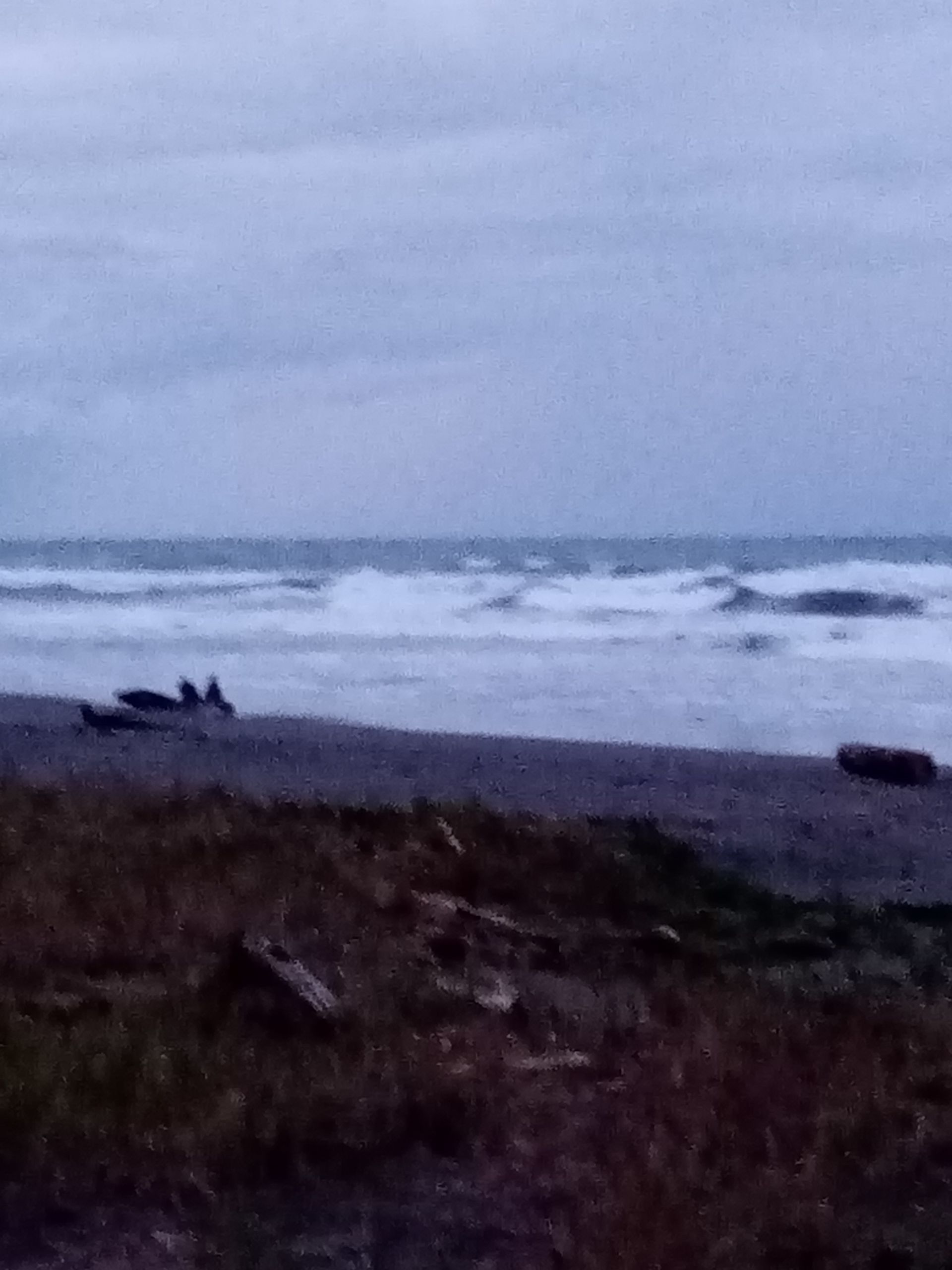 Ocean waves on a sandy beach under a cloudy sky. Driftwood and vegetation in foreground.