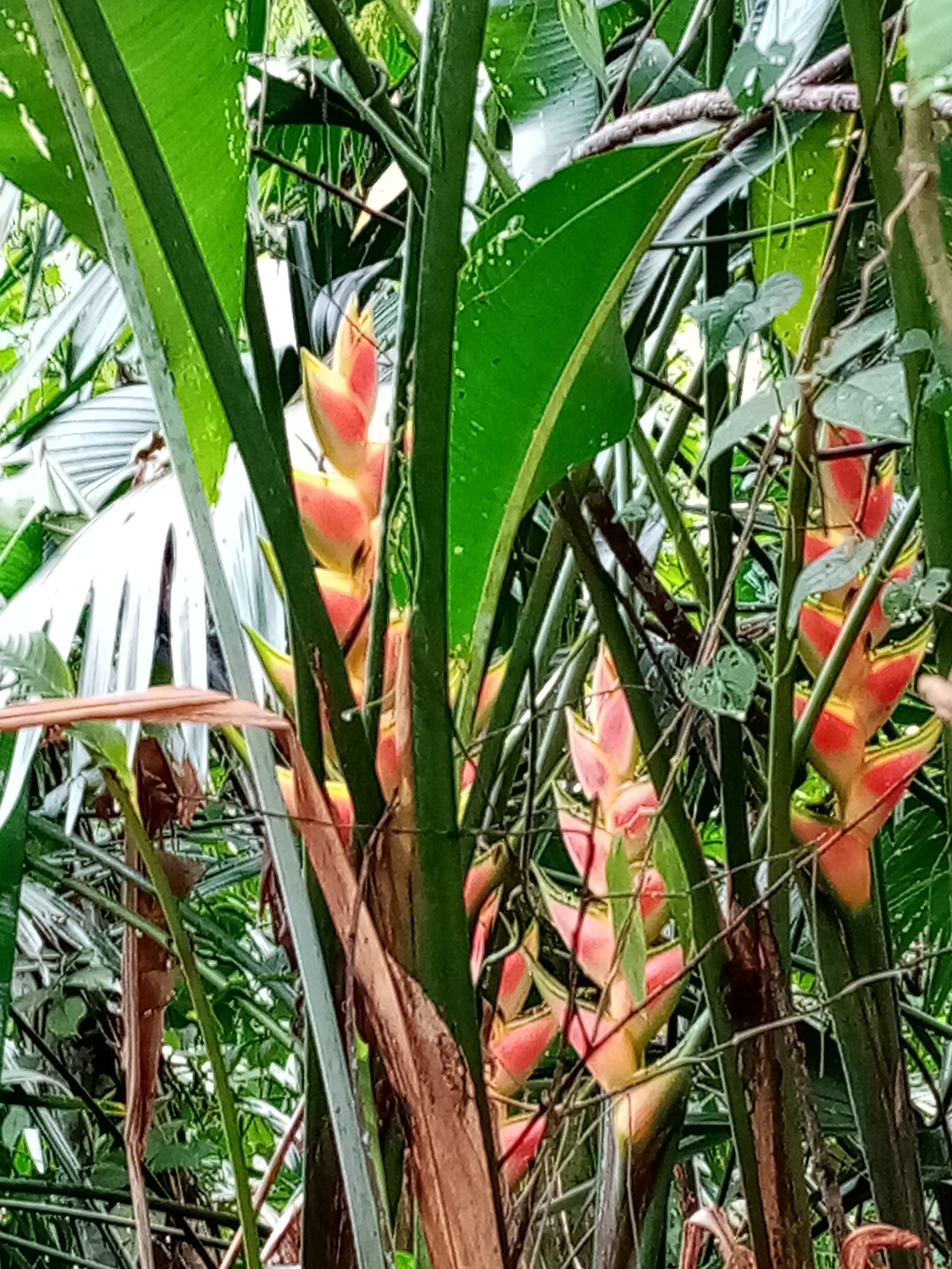 Tropical plant with orange and yellow flowers, surrounded by green foliage.