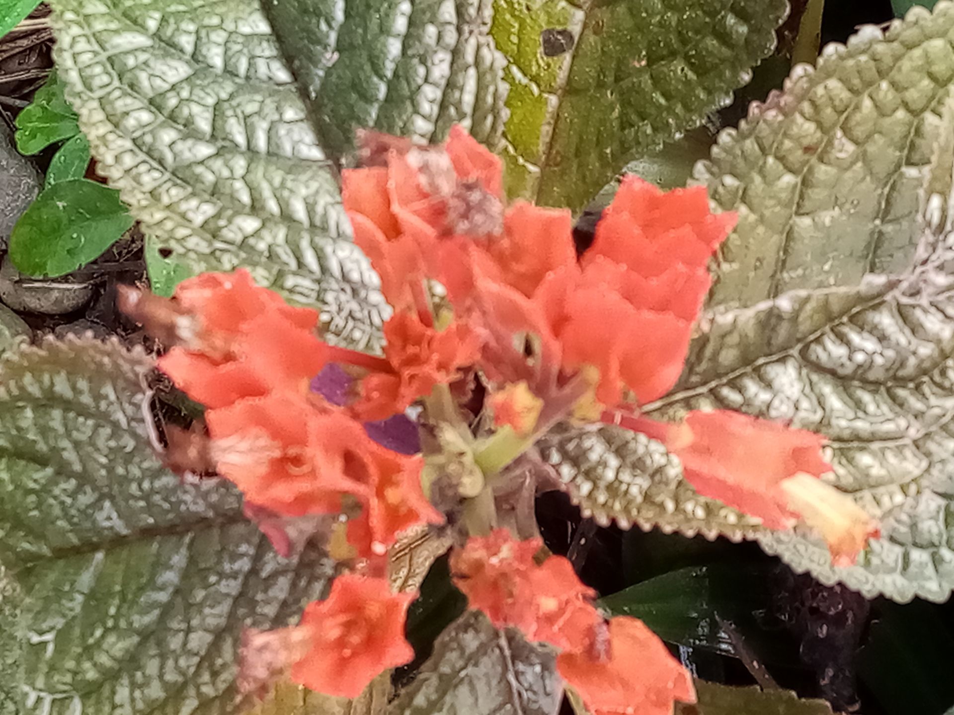 Orange blossoms with silver-green, textured leaves; close-up shot.