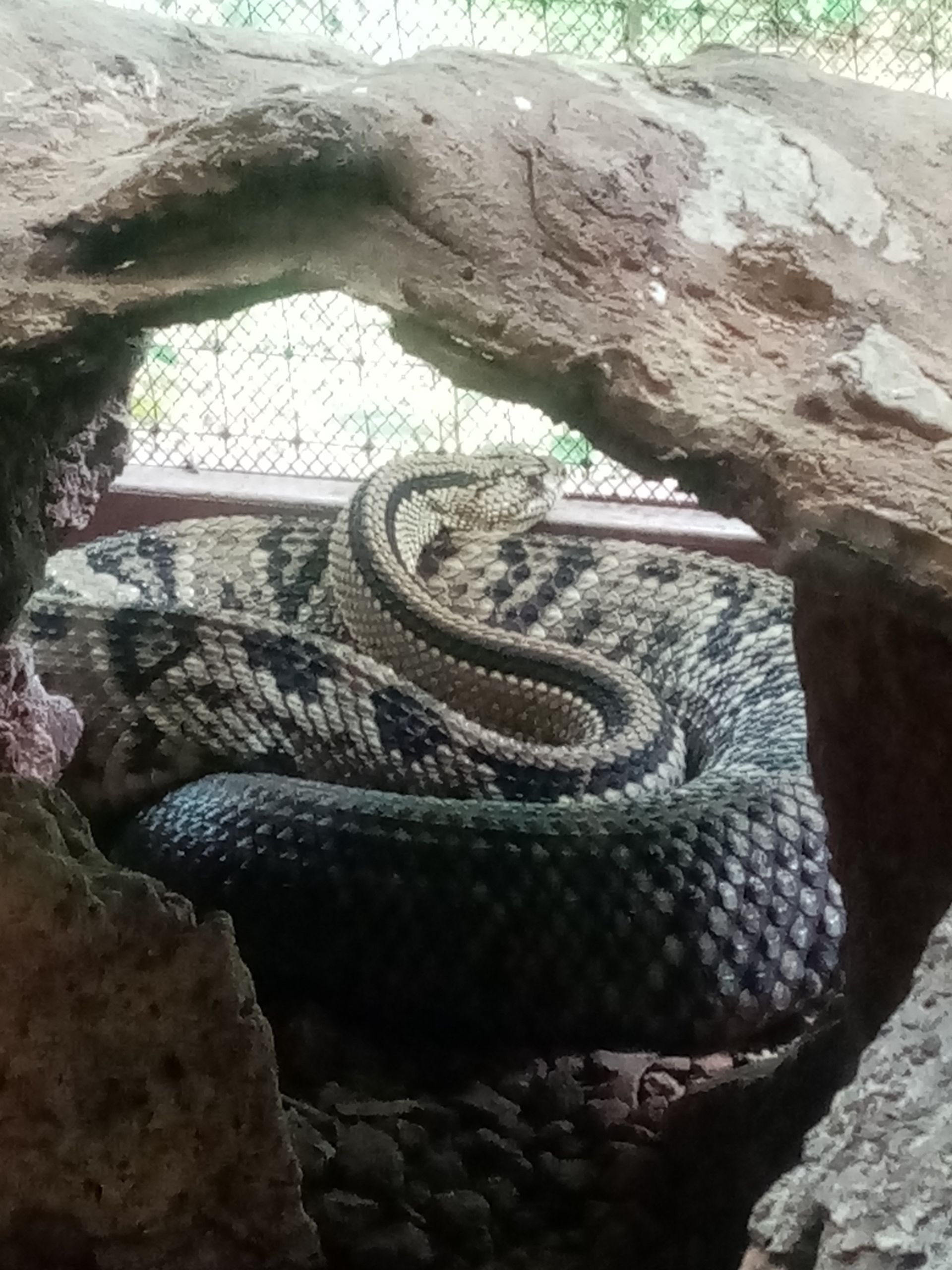Coiled snake with diamond-shaped markings rests in a rocky enclosure.