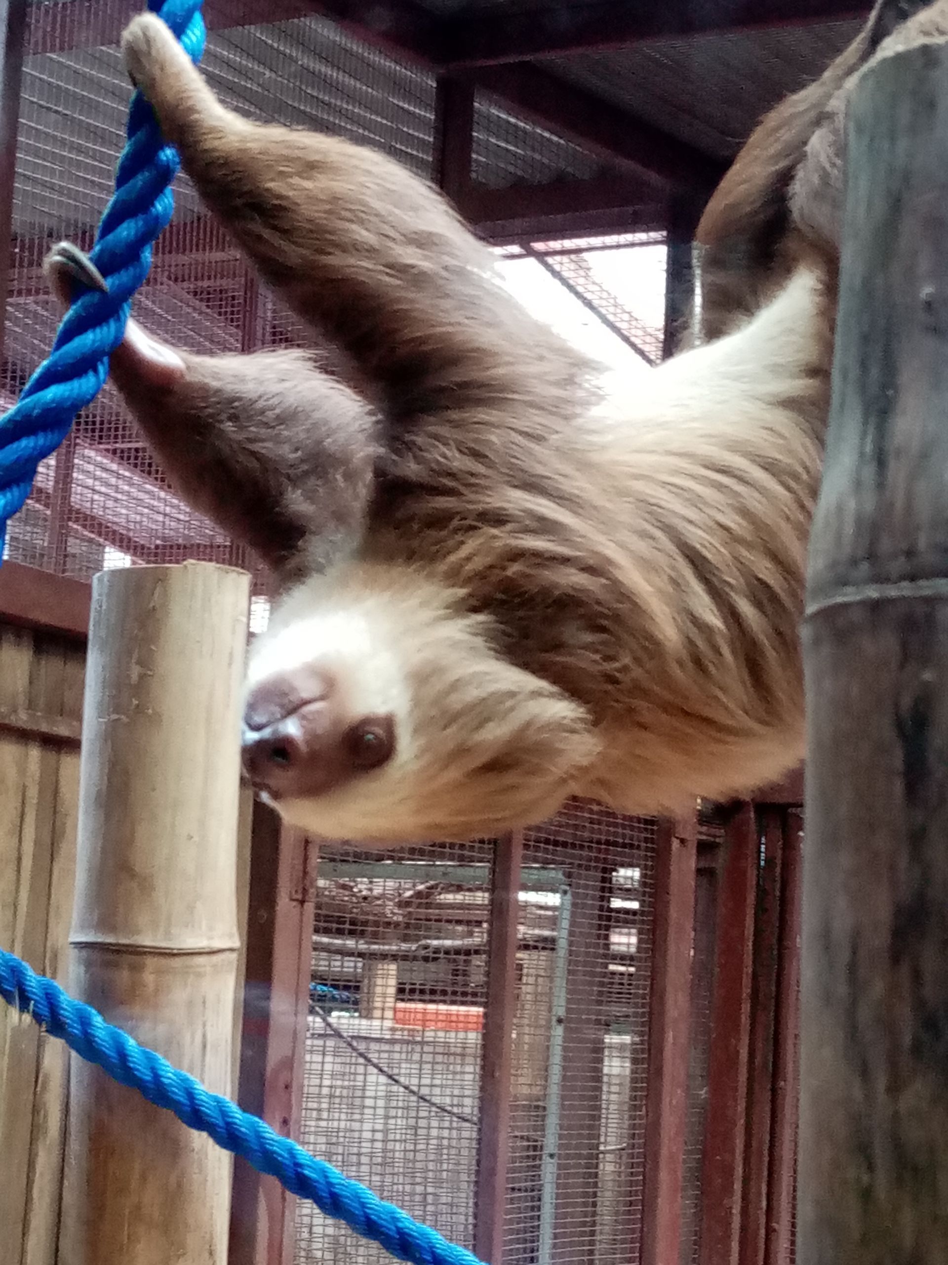 Sloth hanging upside down from a blue rope, within a bamboo and wood enclosure.