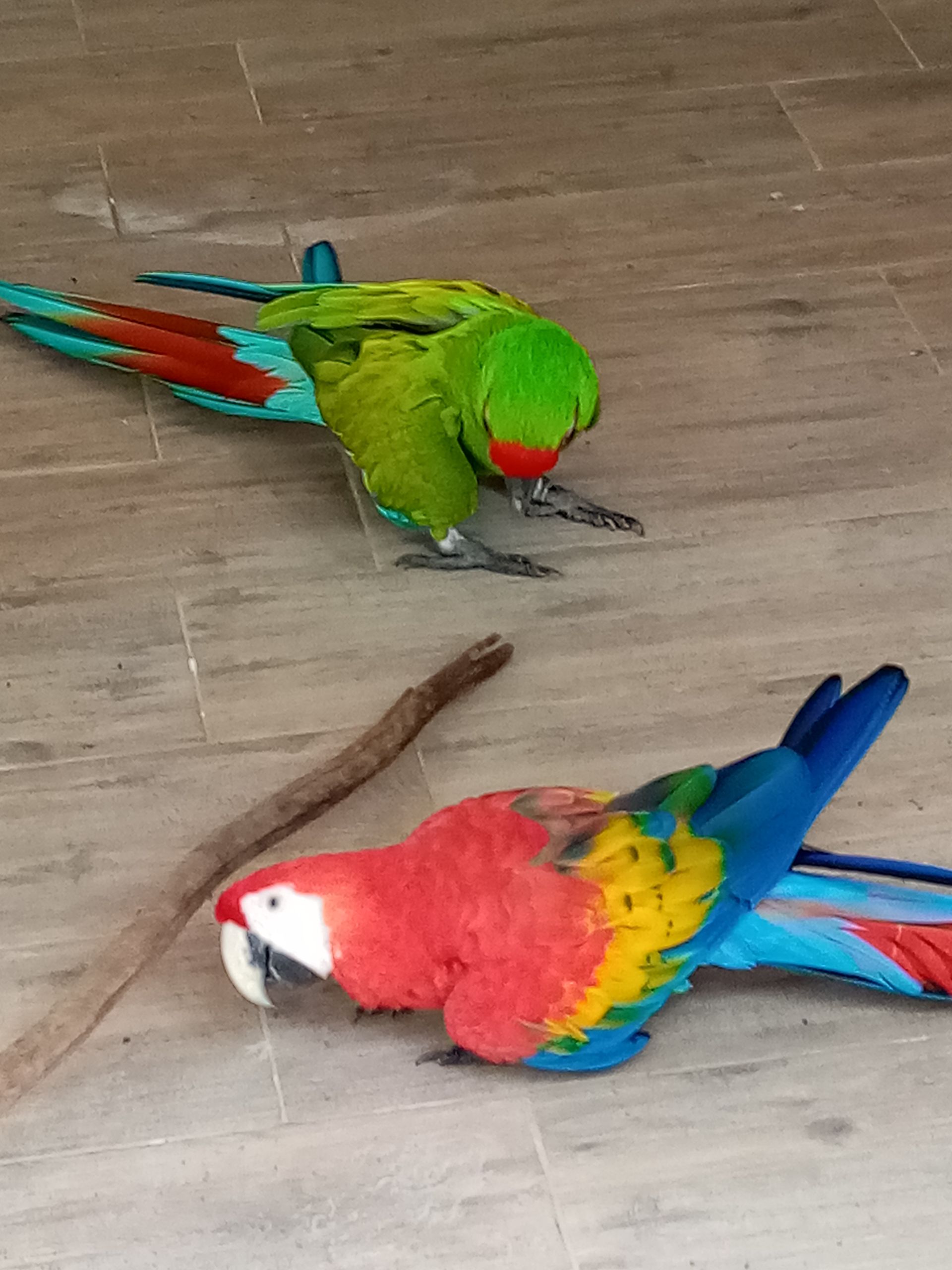 Two parrots on wooden floor: a green one and a red, blue, and yellow one, both looking down.