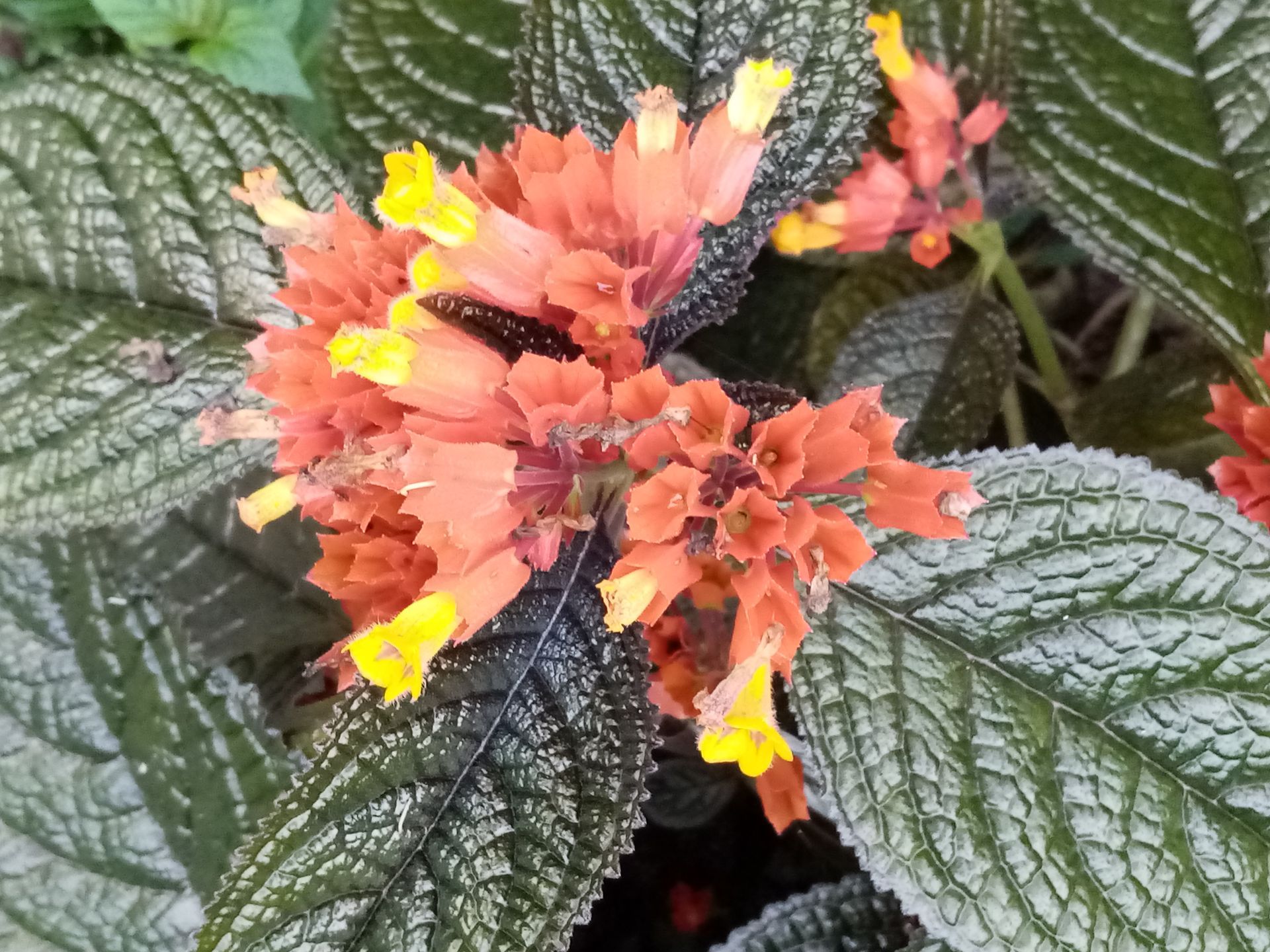 Orange and yellow flowers bloom among textured green leaves.
