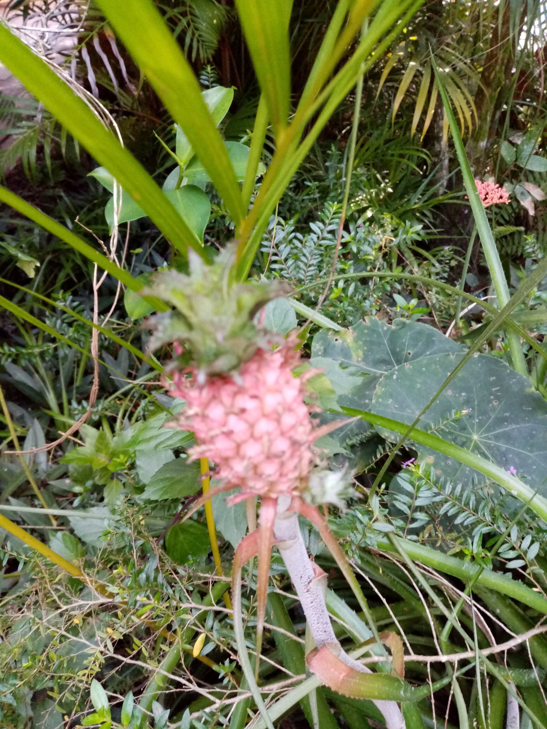 Small pink pineapple growing in a garden, surrounded by green foliage.