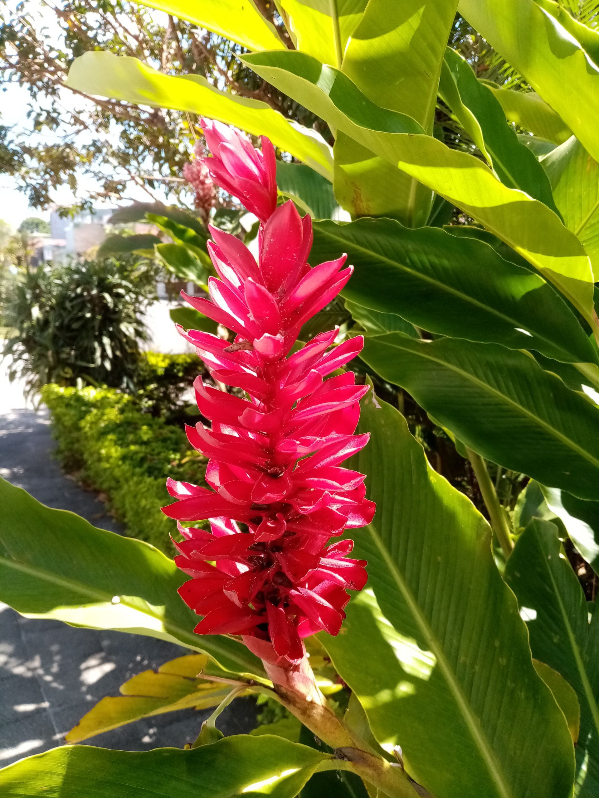Bright red ginger flower with green leaves in outdoor setting.