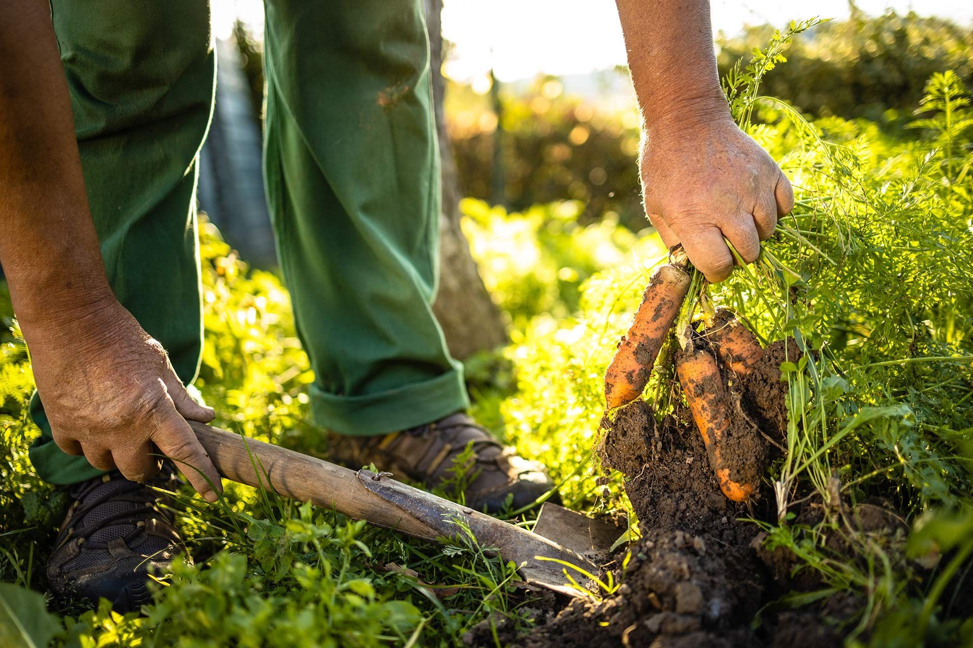 Hands pulling carrots from soil, with shovel and greenery in sunlight.