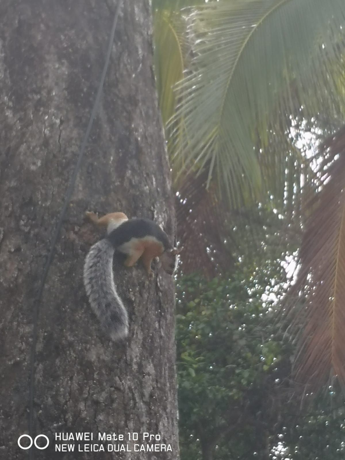 A large, black, tan, and gray squirrel clinging to a tree trunk. Coconut palm leaves in the background.