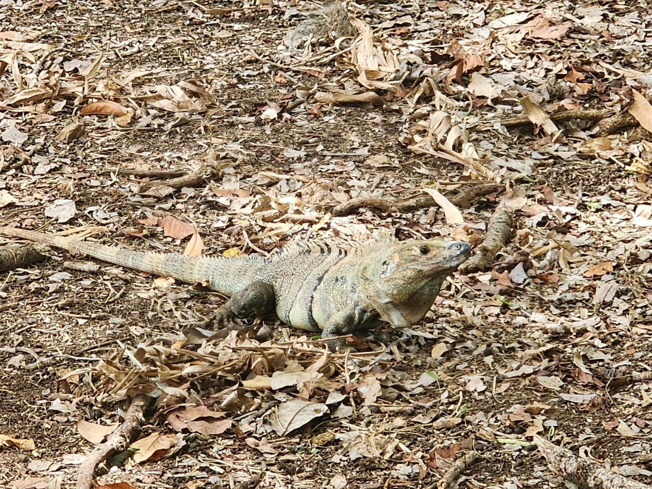 Large lizard on the ground, surrounded by brown leaves and debris, looking forward.