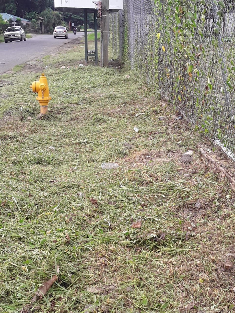 Yellow fire hydrant on freshly cut grass next to a chain link fence and road.
