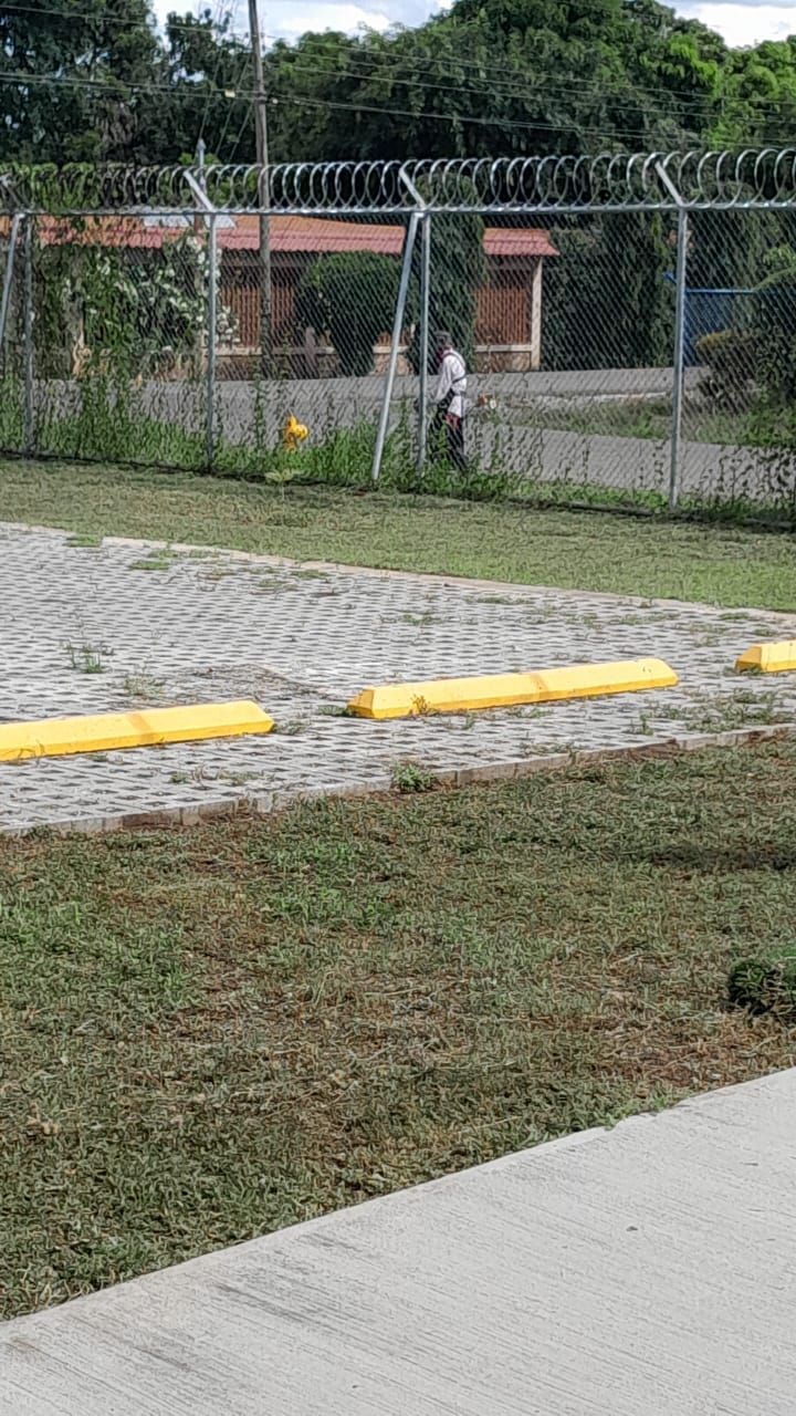Yellow parking stops in front of a chain link fence with a building and person in the background.