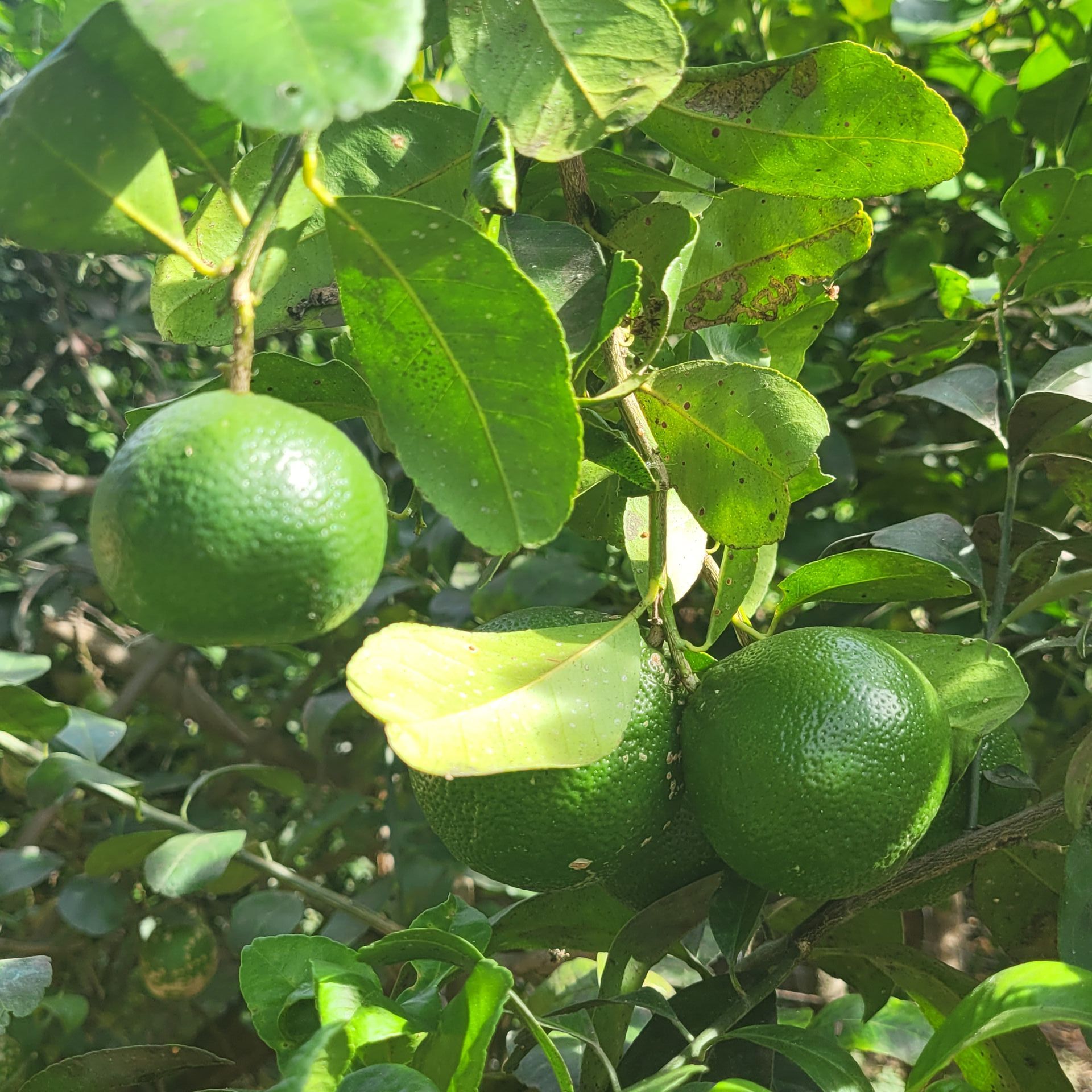 Green limes hanging on a tree branch with green leaves.