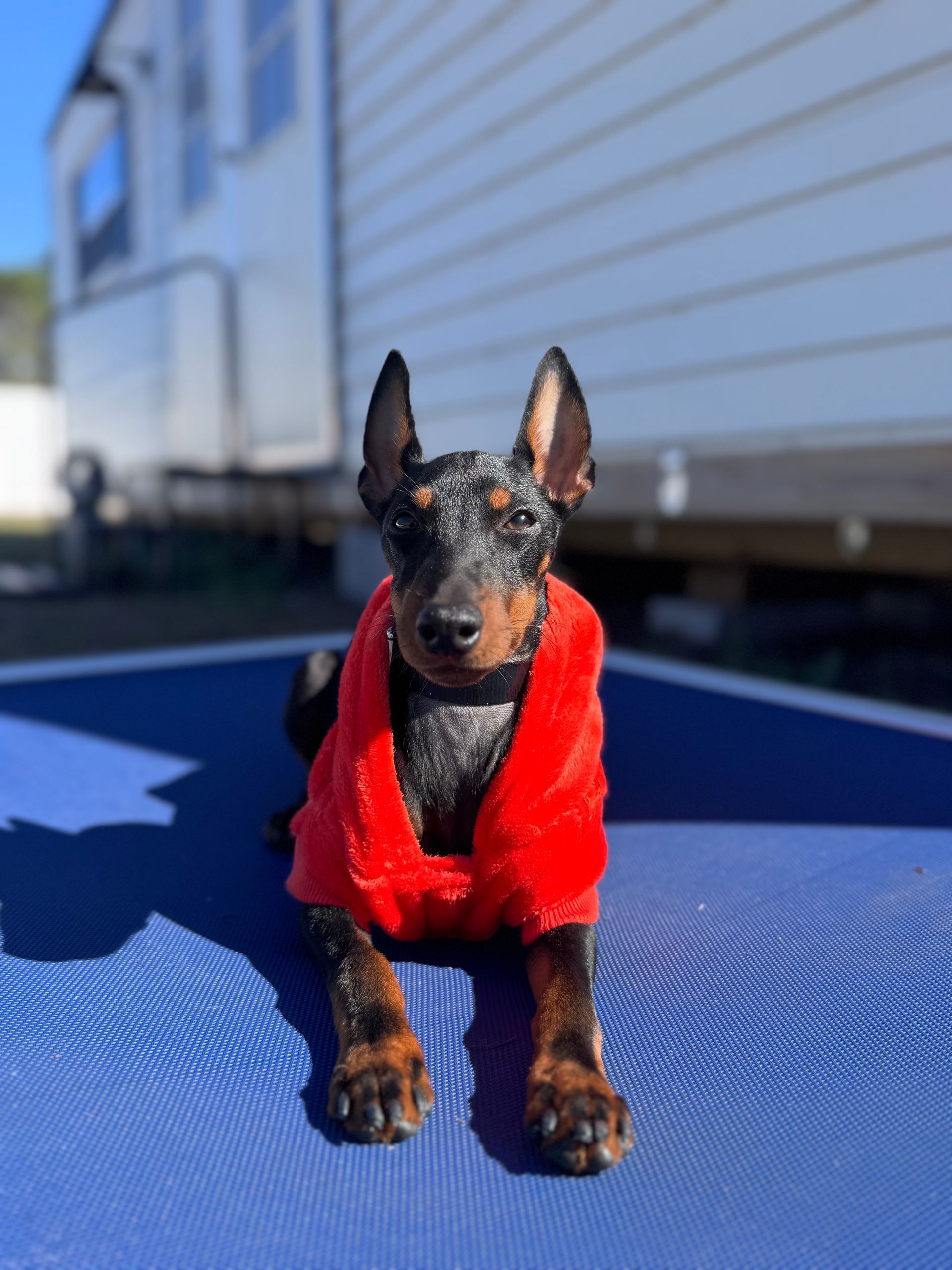 Small black-and-tan dog in a red sweater standing on a blue surface outdoors