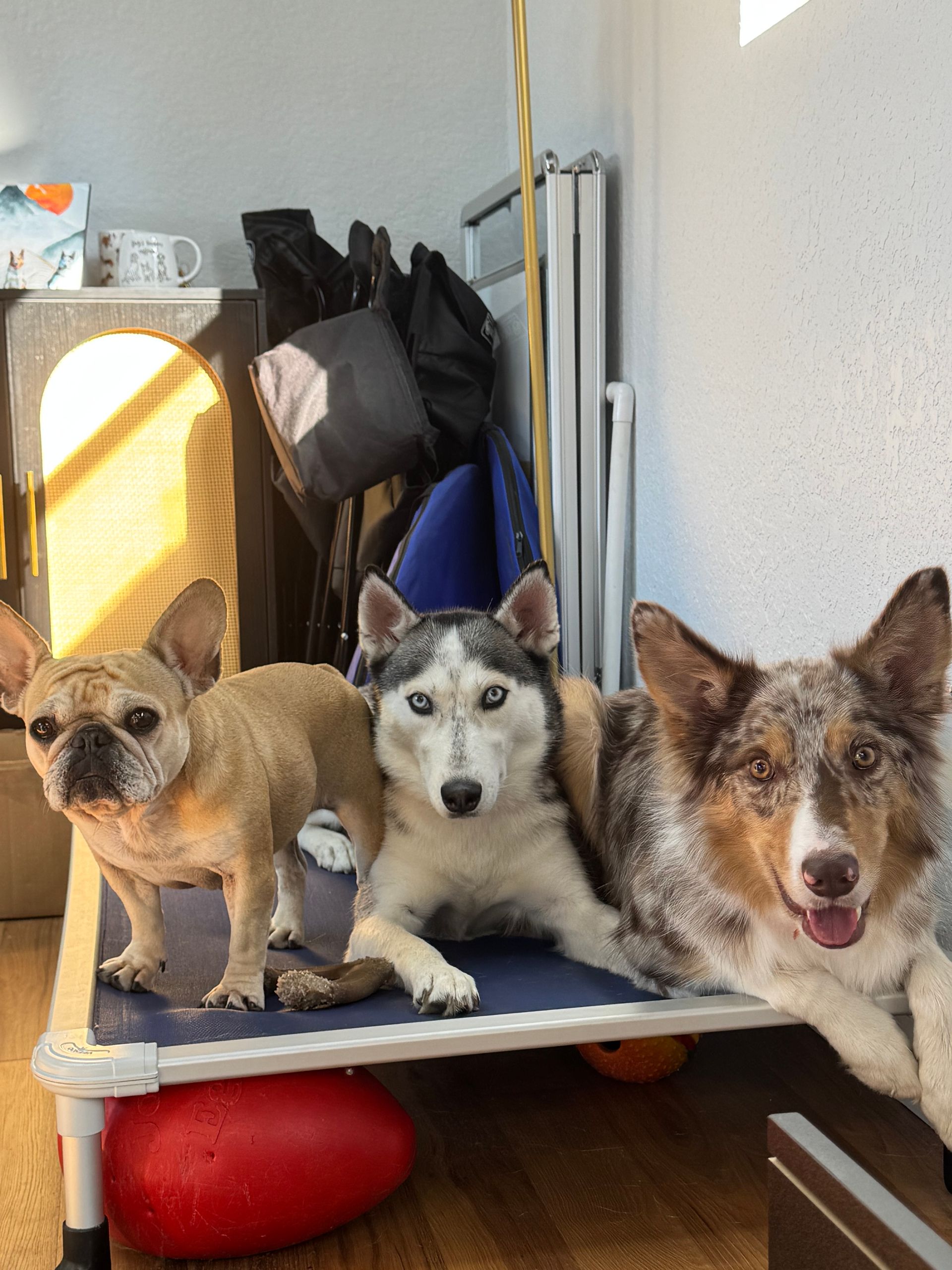 Three dogs sitting together on a raised platform indoors, looking at the camera.
