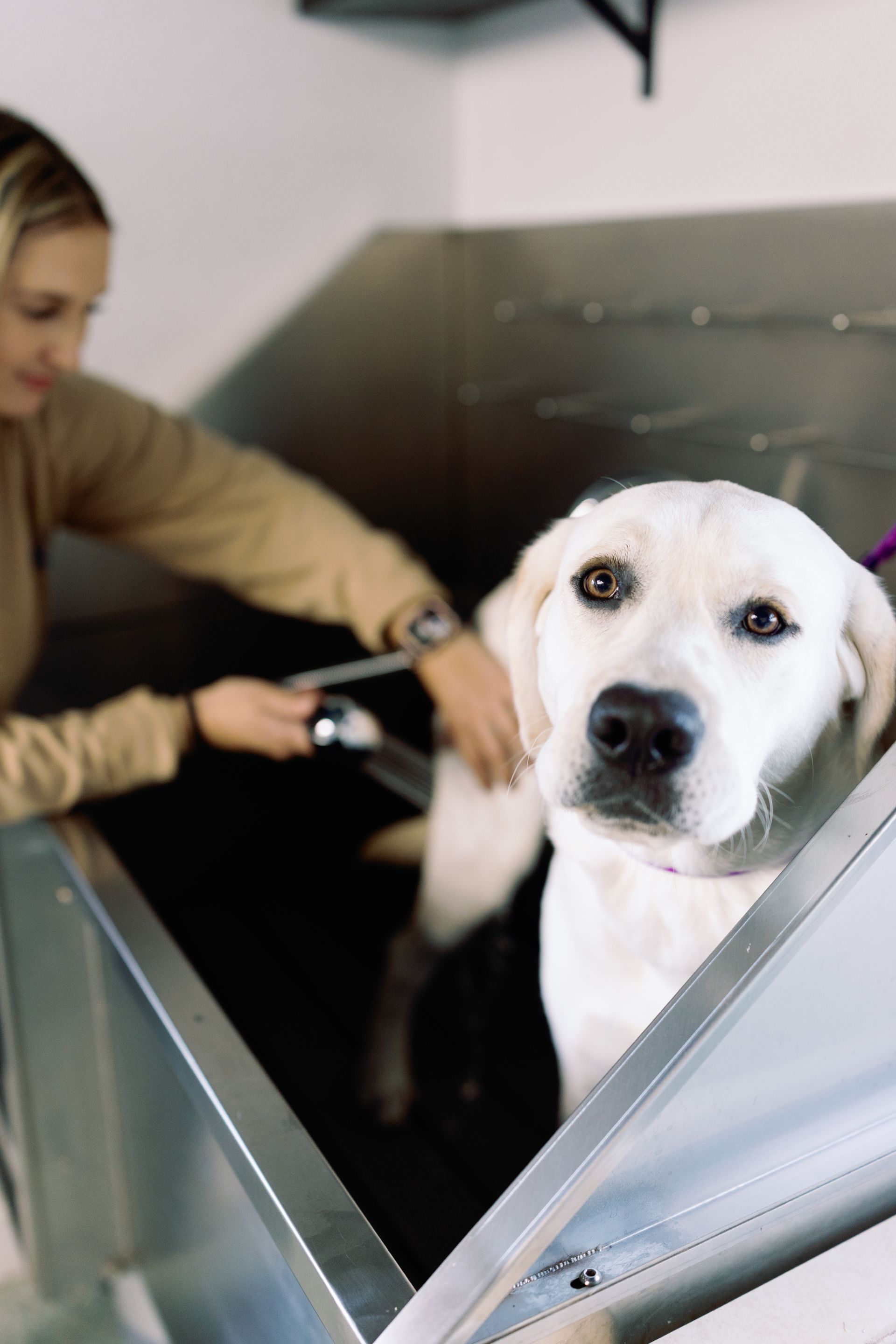 White dog in a metal tub while a person washes it at a grooming station