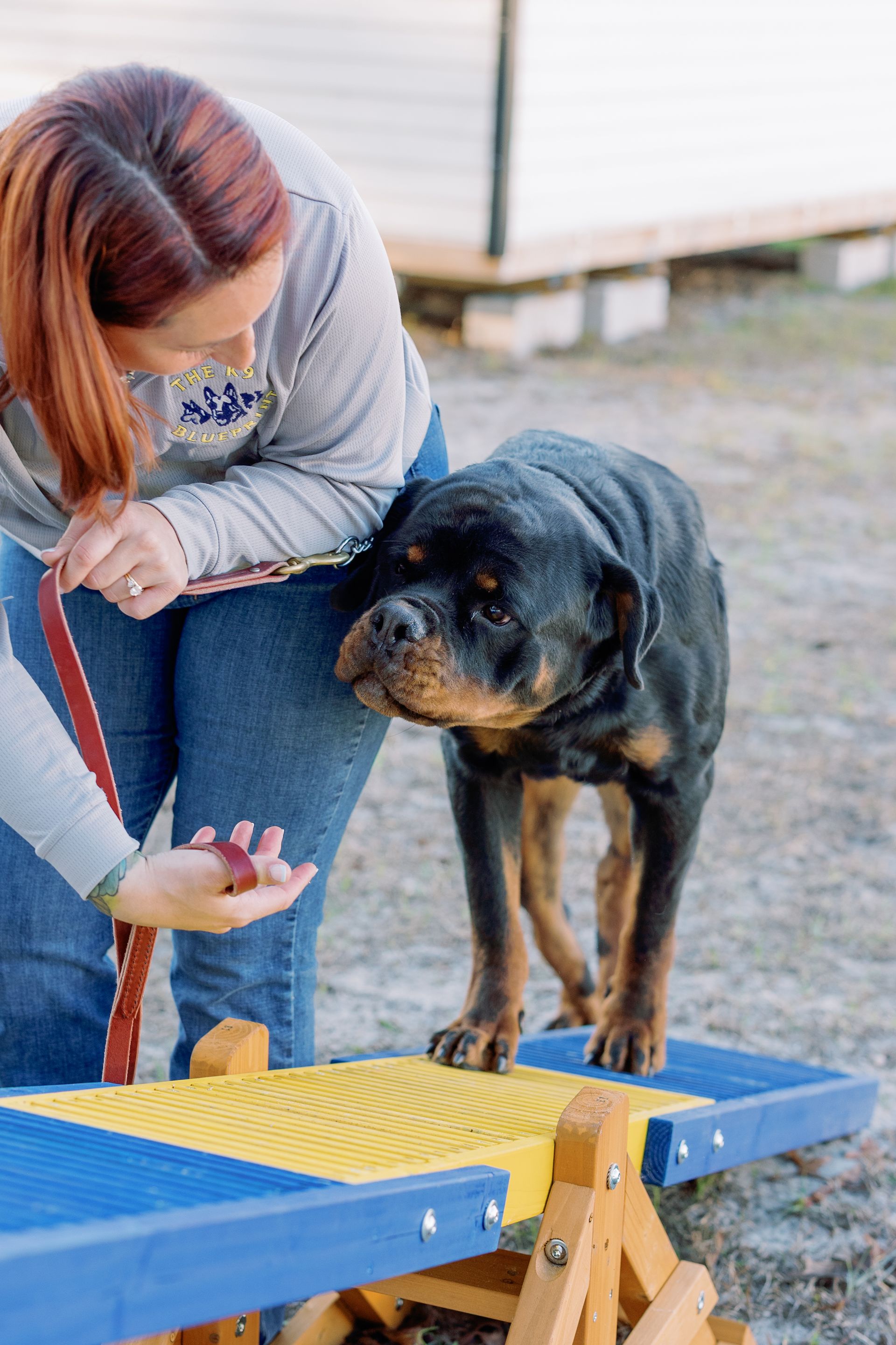 Woman guiding a black-and-tan dog over a blue-and-yellow agility ramp outdoors