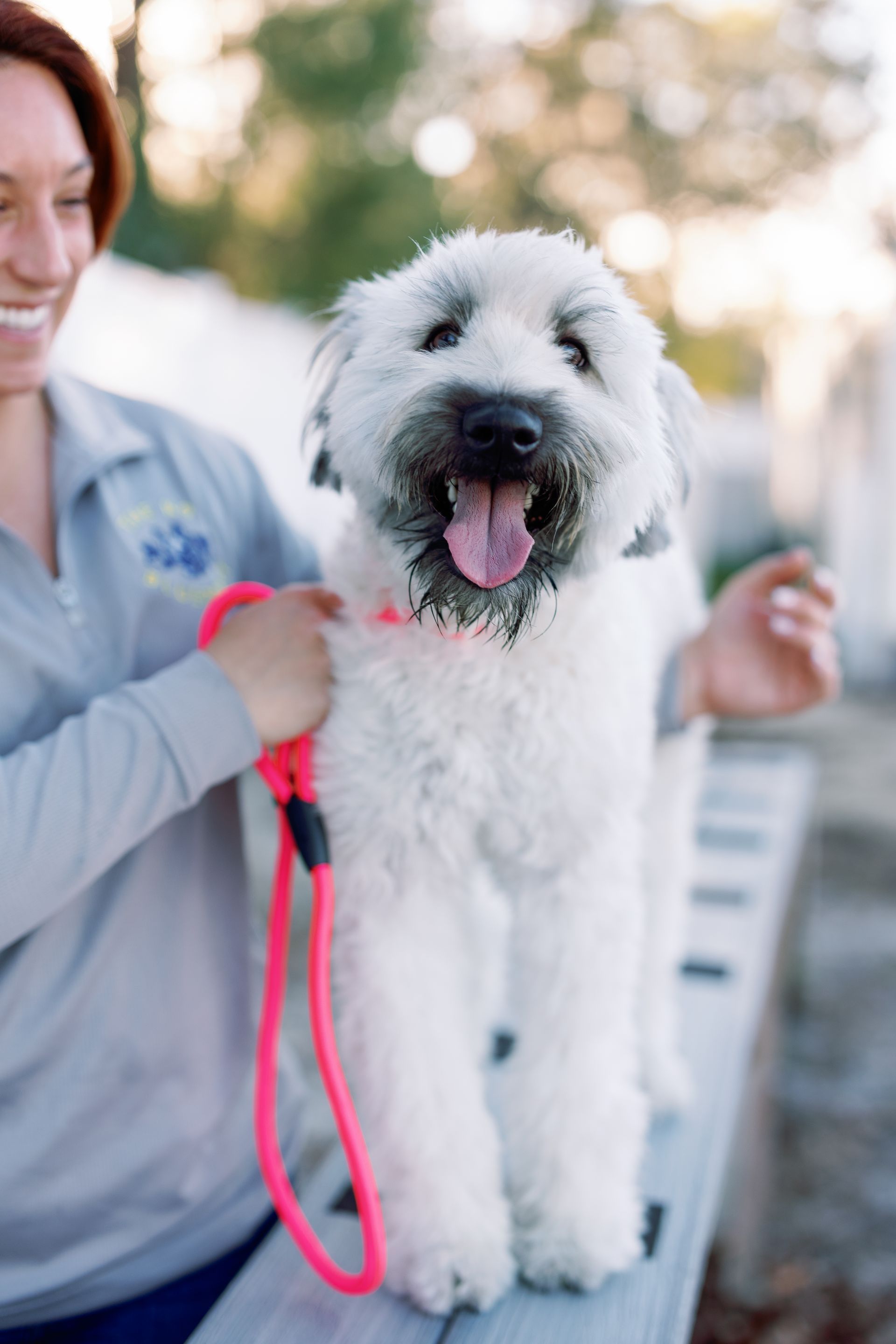 Small white dog on a pink leash, panting beside a person outdoors.