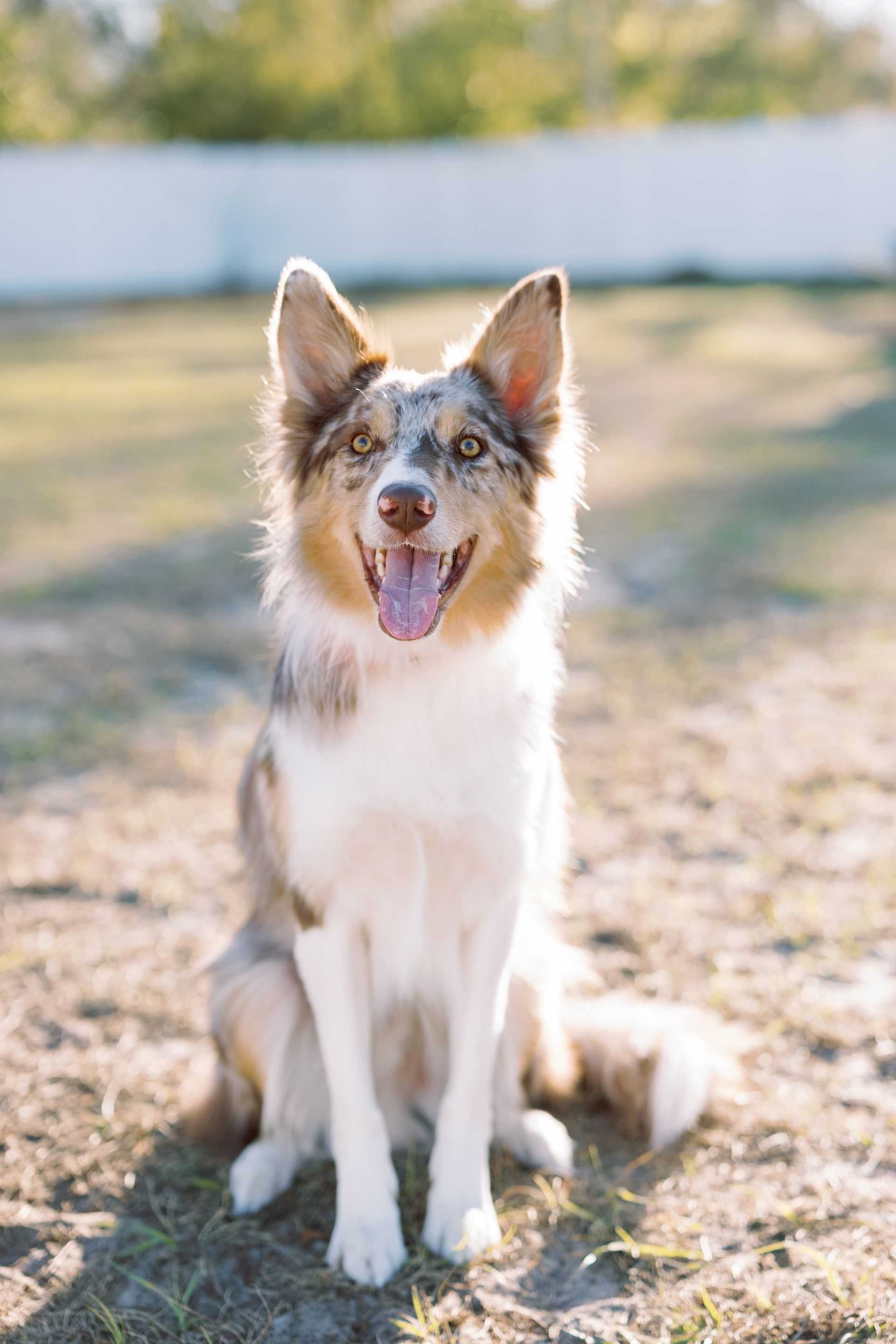 Brown and white dog sitting on grass outdoors with tongue out