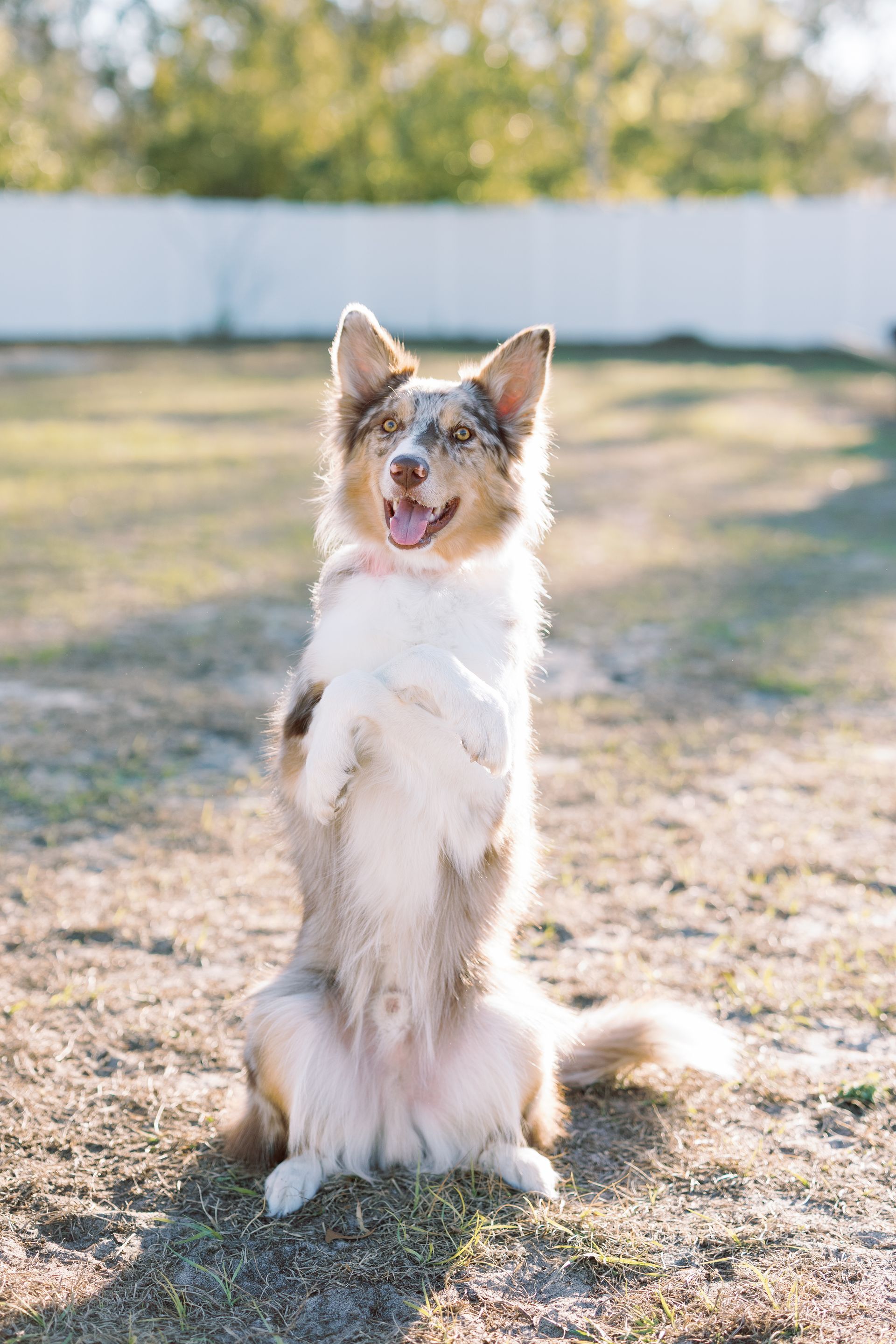 Small dog sitting upright on grass outdoors with a white fence in the background