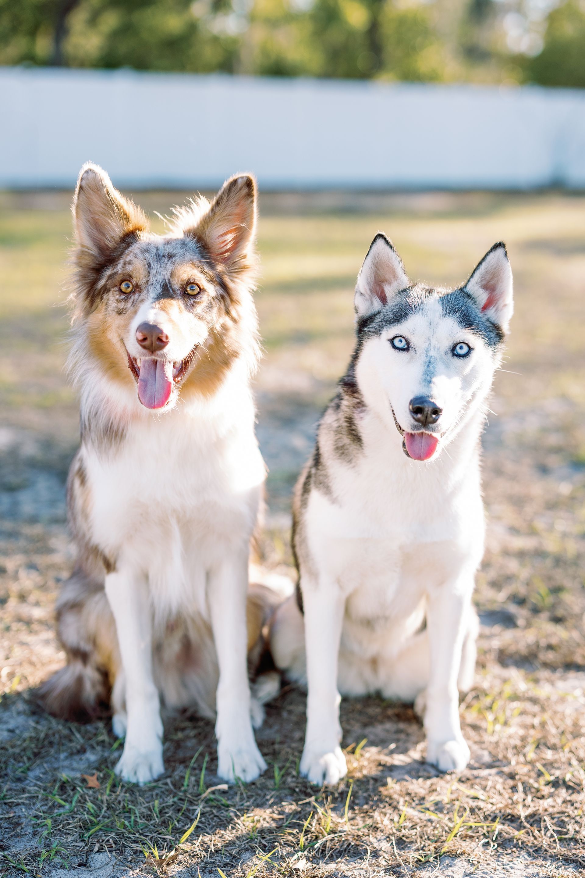 Two dogs sitting outdoors on grass, one brown-and-white and one gray-and-white, both with tongues out.