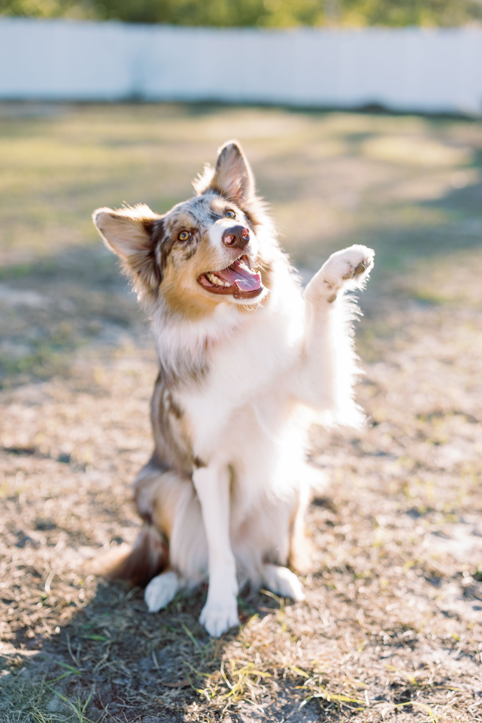 Small fluffy dog sitting outdoors with one paw raised, looking up in a sunny yard.
