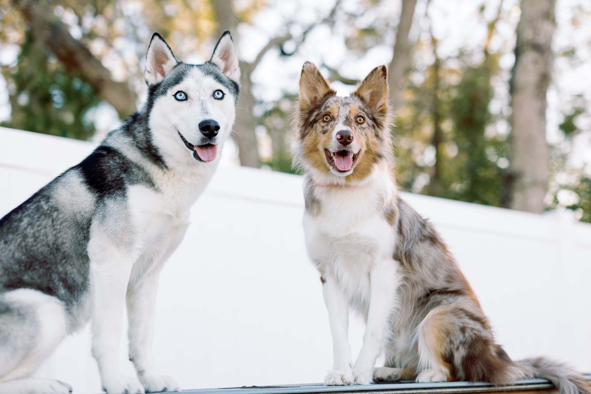 Two husky-like dogs sitting in snow, one black-and-white and one brown-and-white, with alert expressions