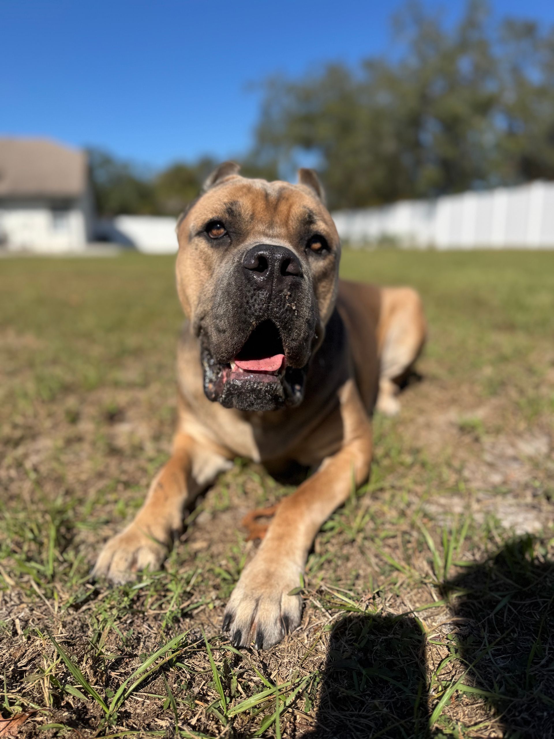 Brown dog lying on grass in a sunny yard, looking at the camera with its mouth open.
