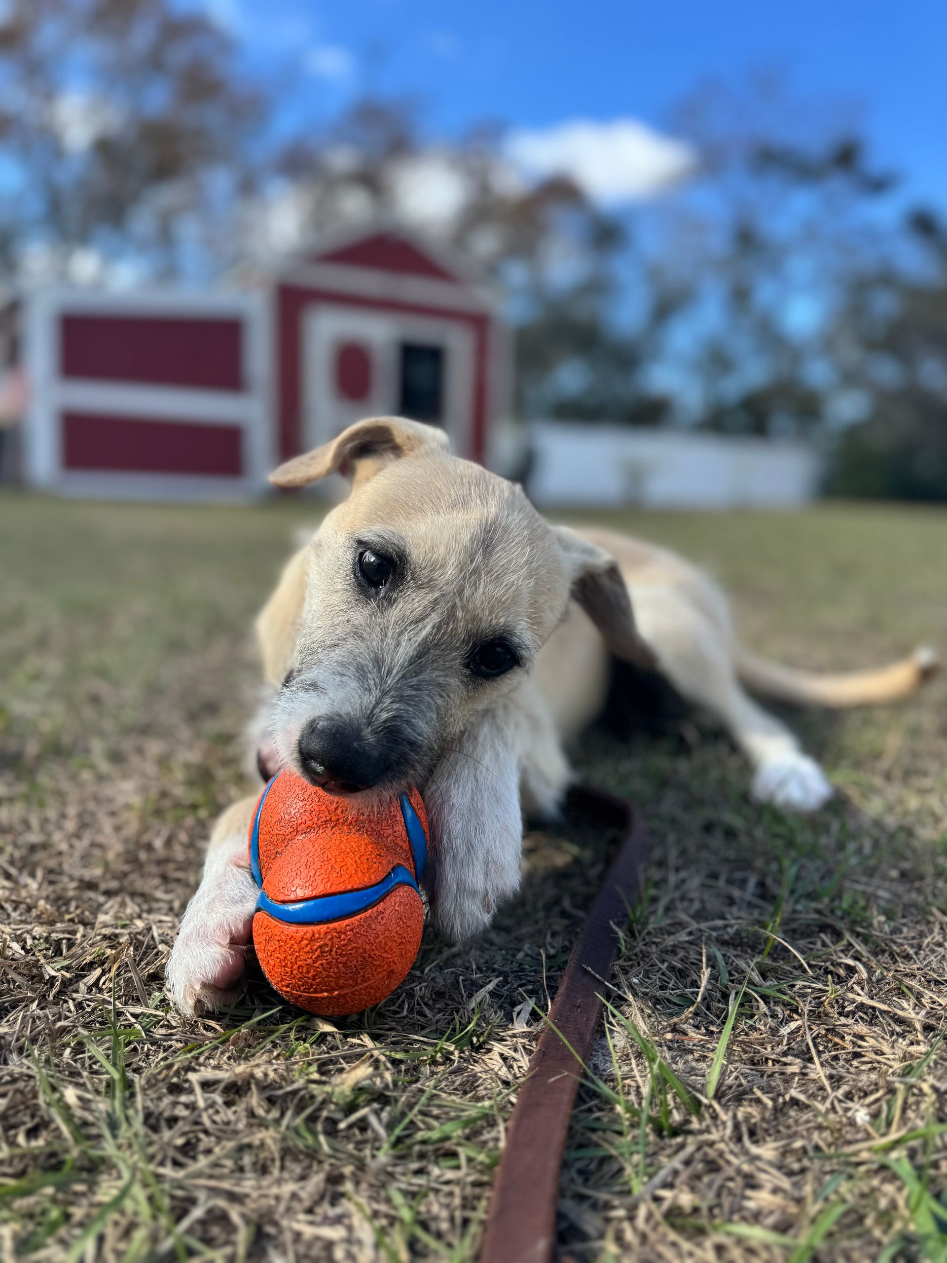 Tan dog chewing an orange-and-blue ball on grass, with a red barn in the blurred background.
