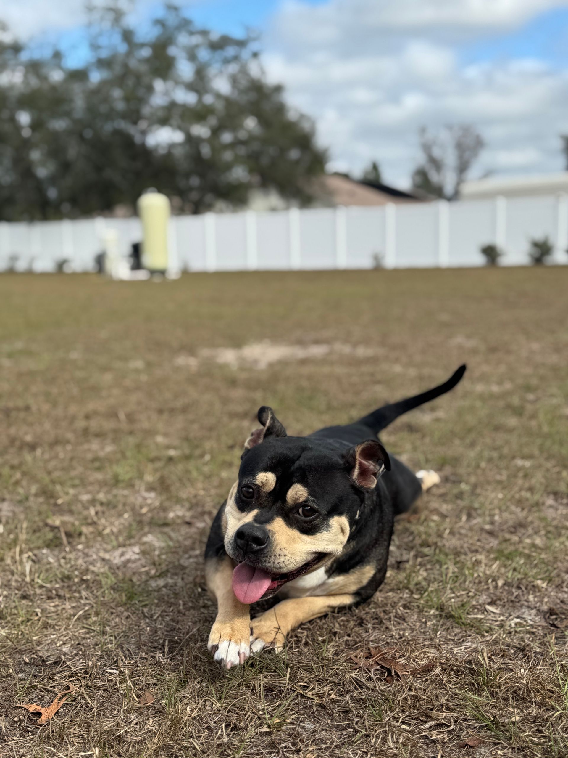 Small black-and-tan dog running on grass with tongue out in a yard, white fence in background