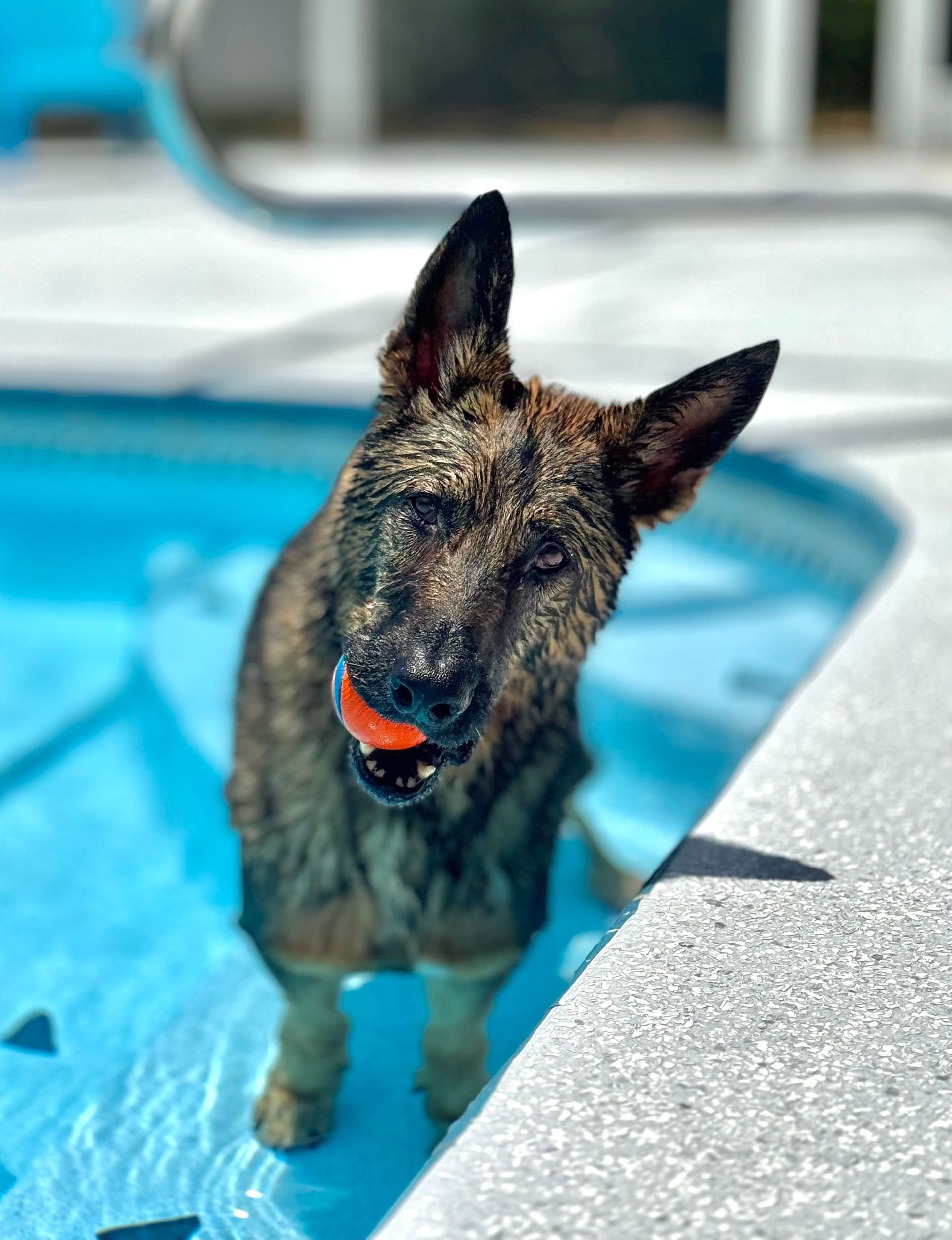 Wet dog standing in a blue swimming pool with an orange ball in its mouth