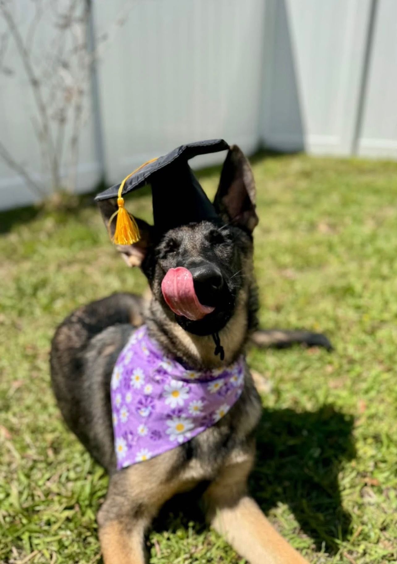 Dog wearing a graduation cap and purple bandana, sitting on grass with tongue out.