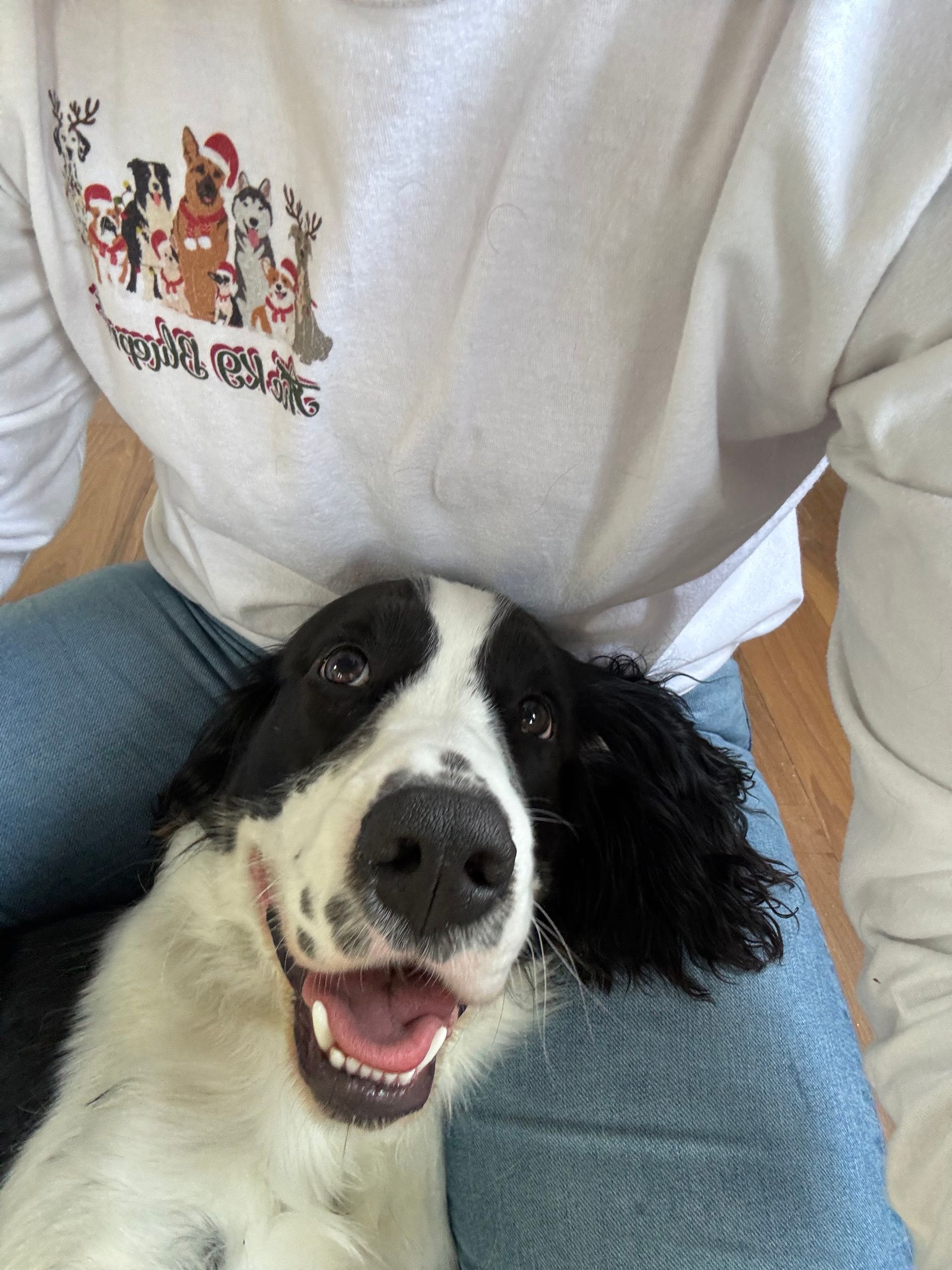 Black-and-white dog smiling on a person's lap in a white shirt and blue jeans indoors