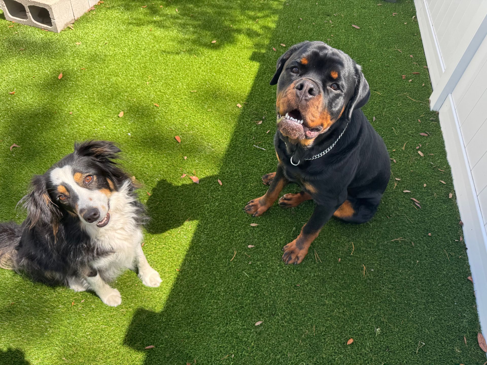 Two dogs sitting on green grass, a black-and-tan dog and a fluffy black, white, and tan dog, looking up.