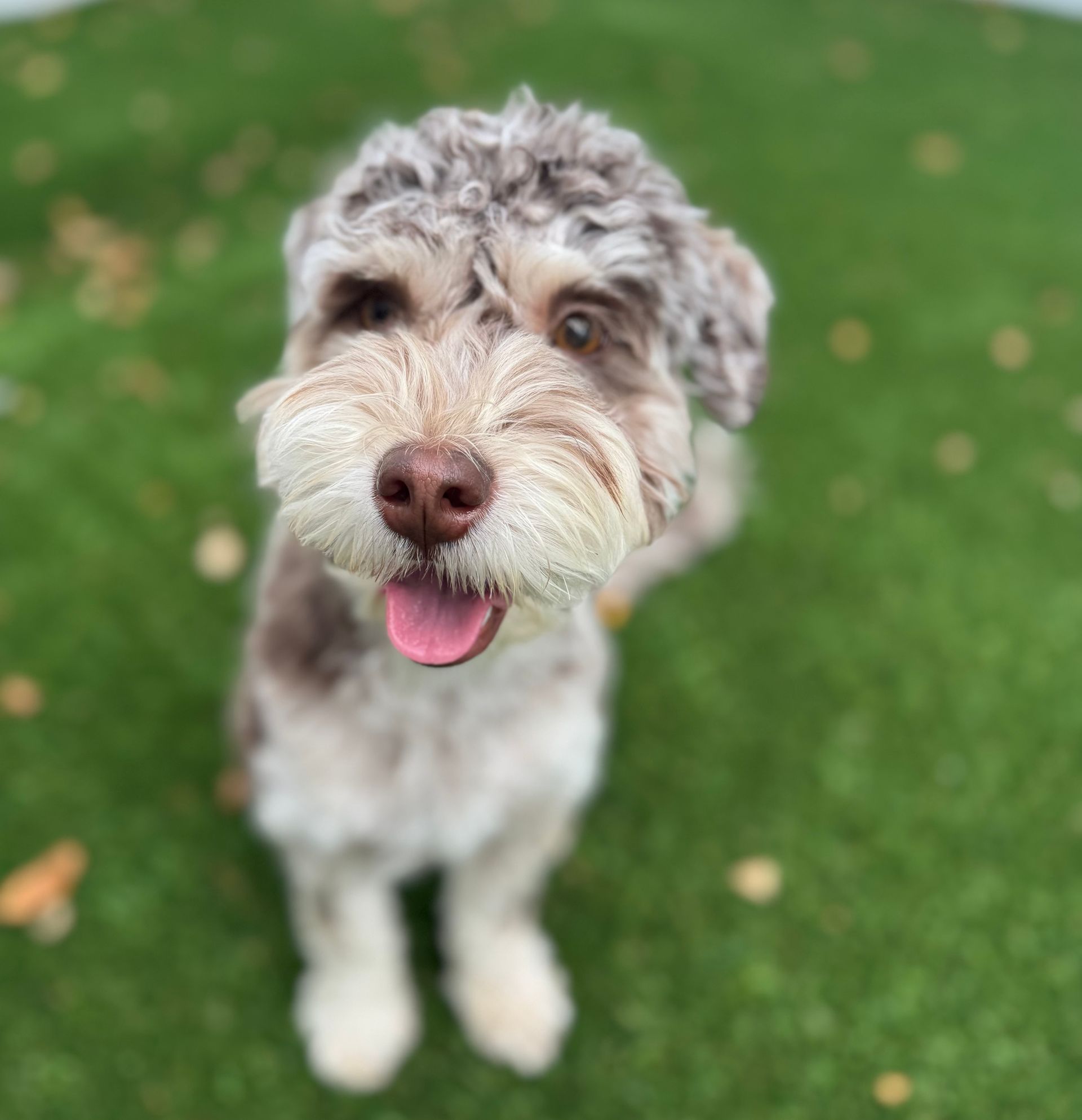 Curly-haired gray and white dog with tongue out sitting on grass