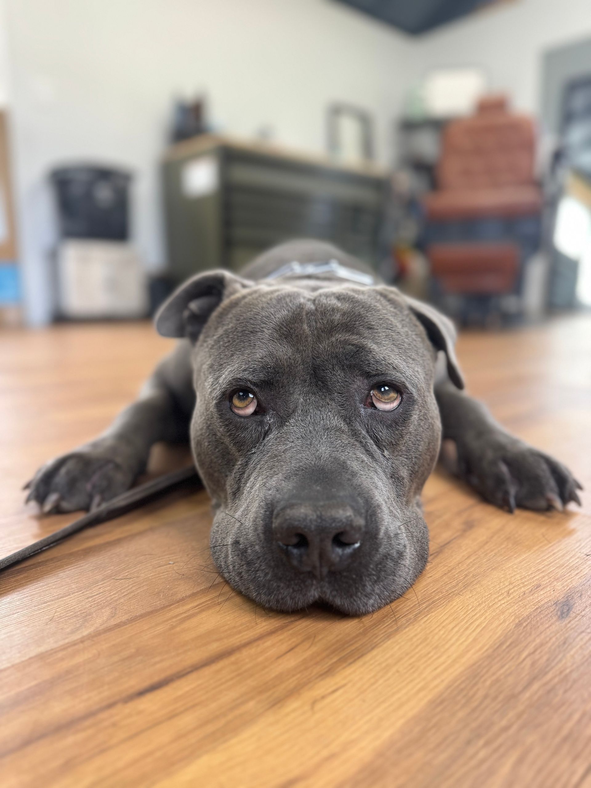 Gray dog resting its head on a wooden floor, looking sleepy indoors