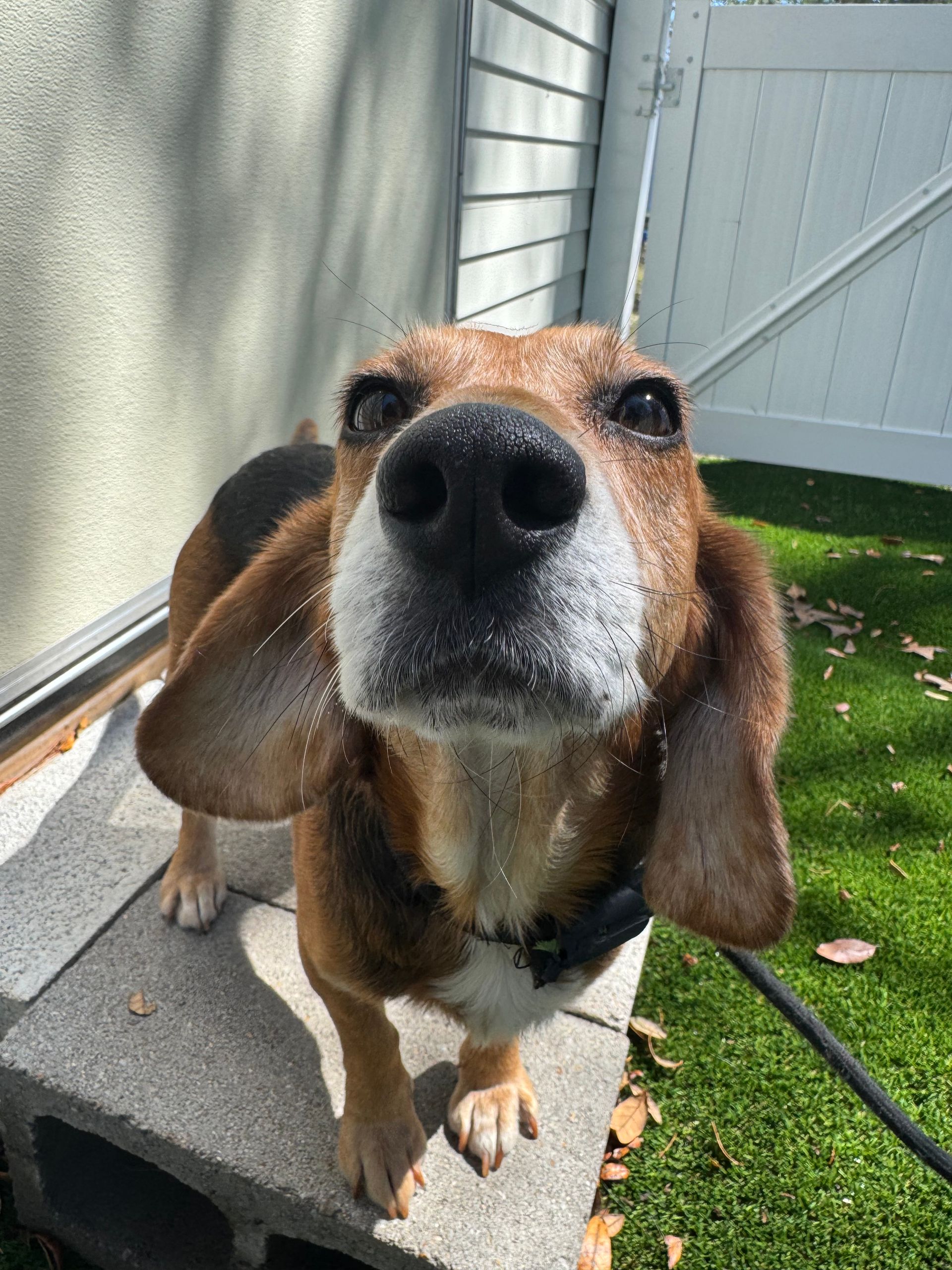 Brown and black beagle sniffing the camera on a porch beside a white wall and green grass