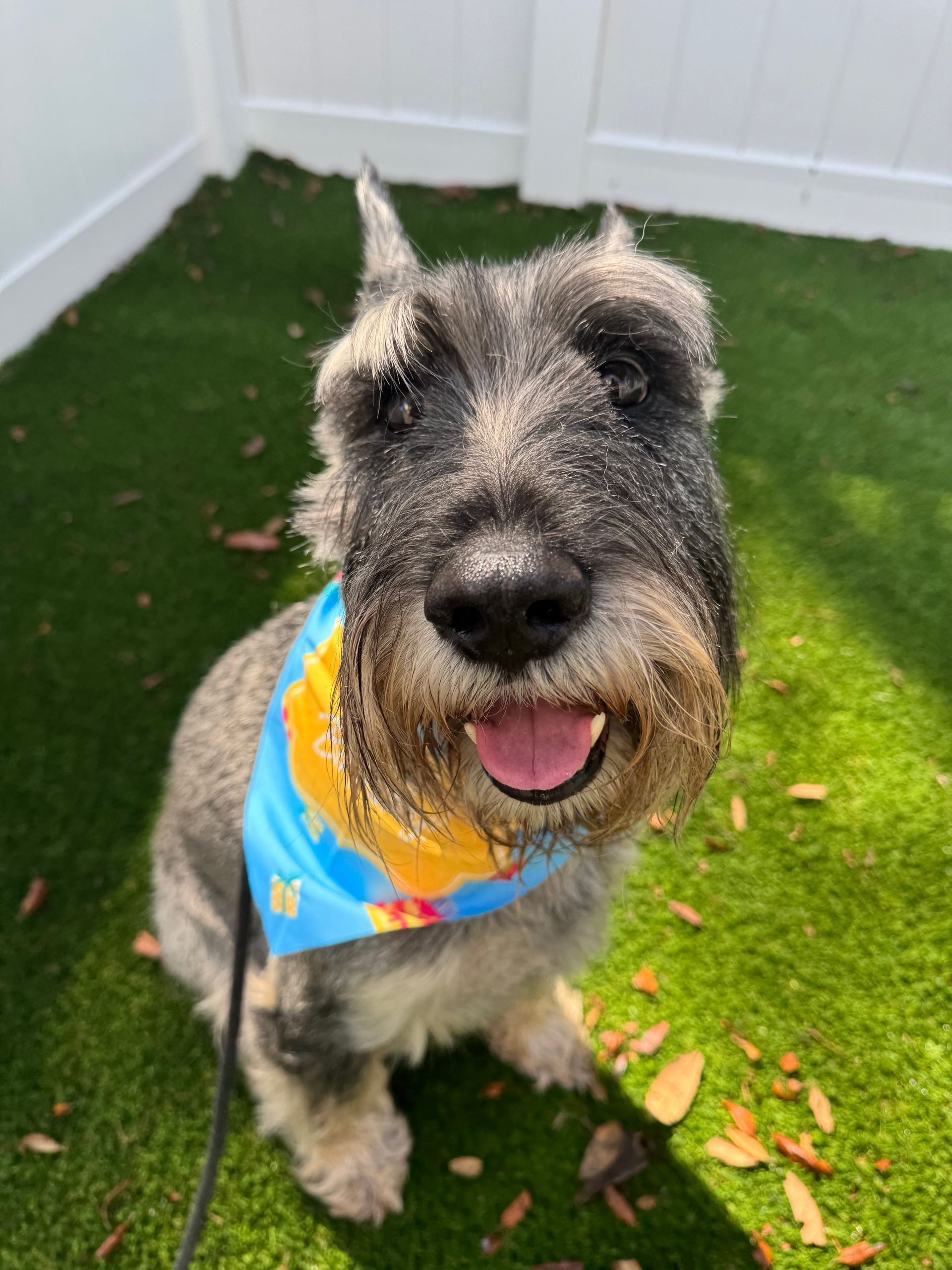 Small gray dog in a blue tie-dye bandana sitting on grass, tongue out, in a white fenced yard