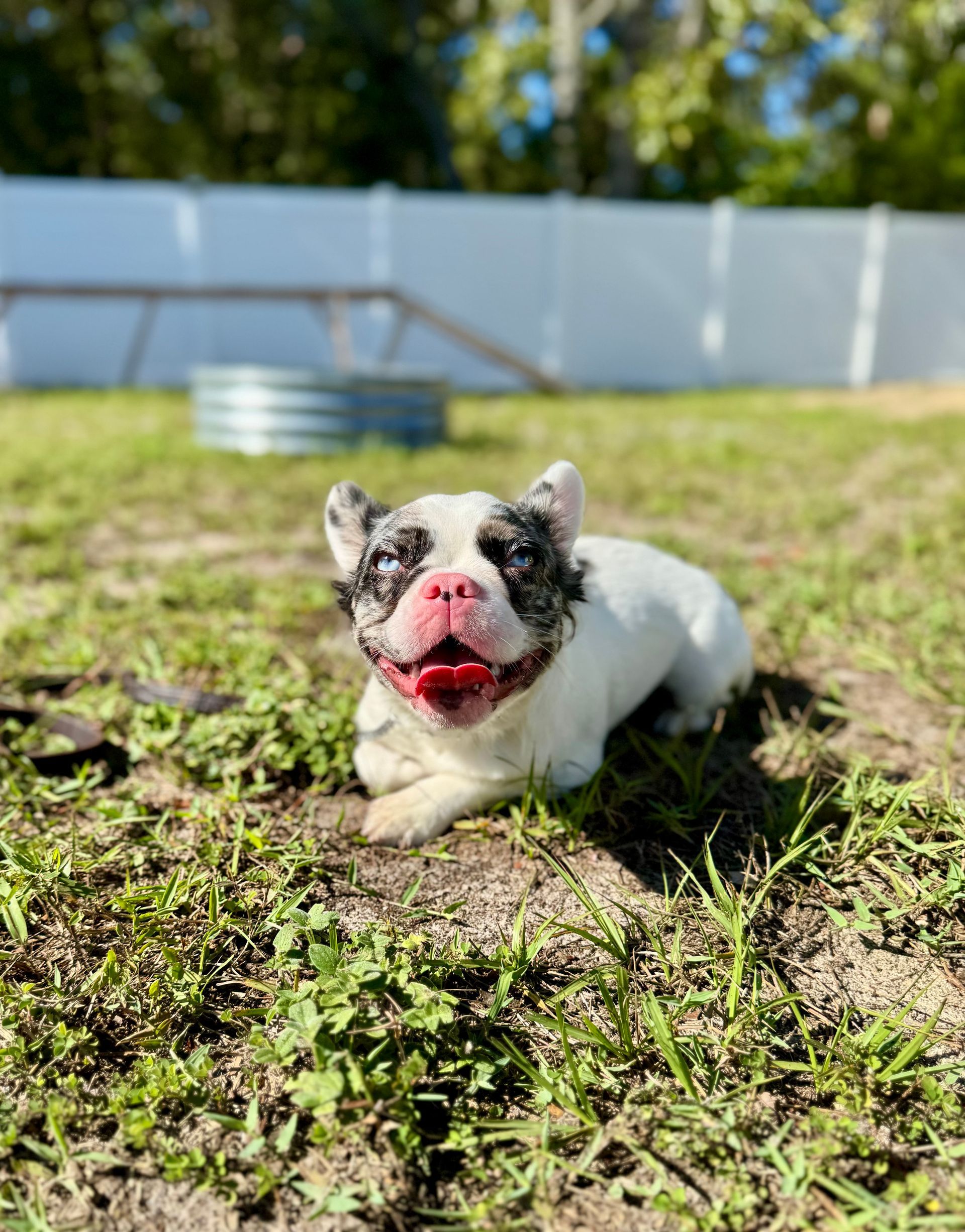 Small white-and-black dog lying on grass with a red toy in its mouth, in a sunny backyard.