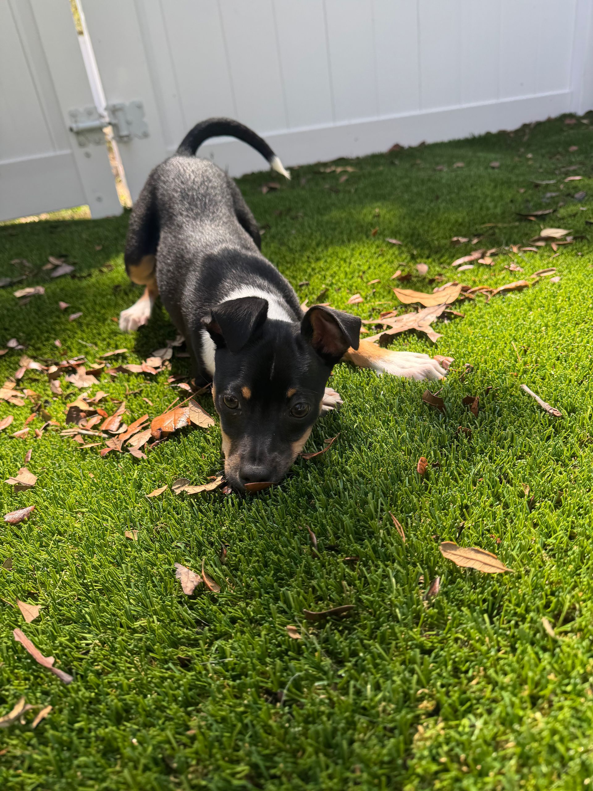 Black-and-tan puppy sniffing the grass in a fenced backyard