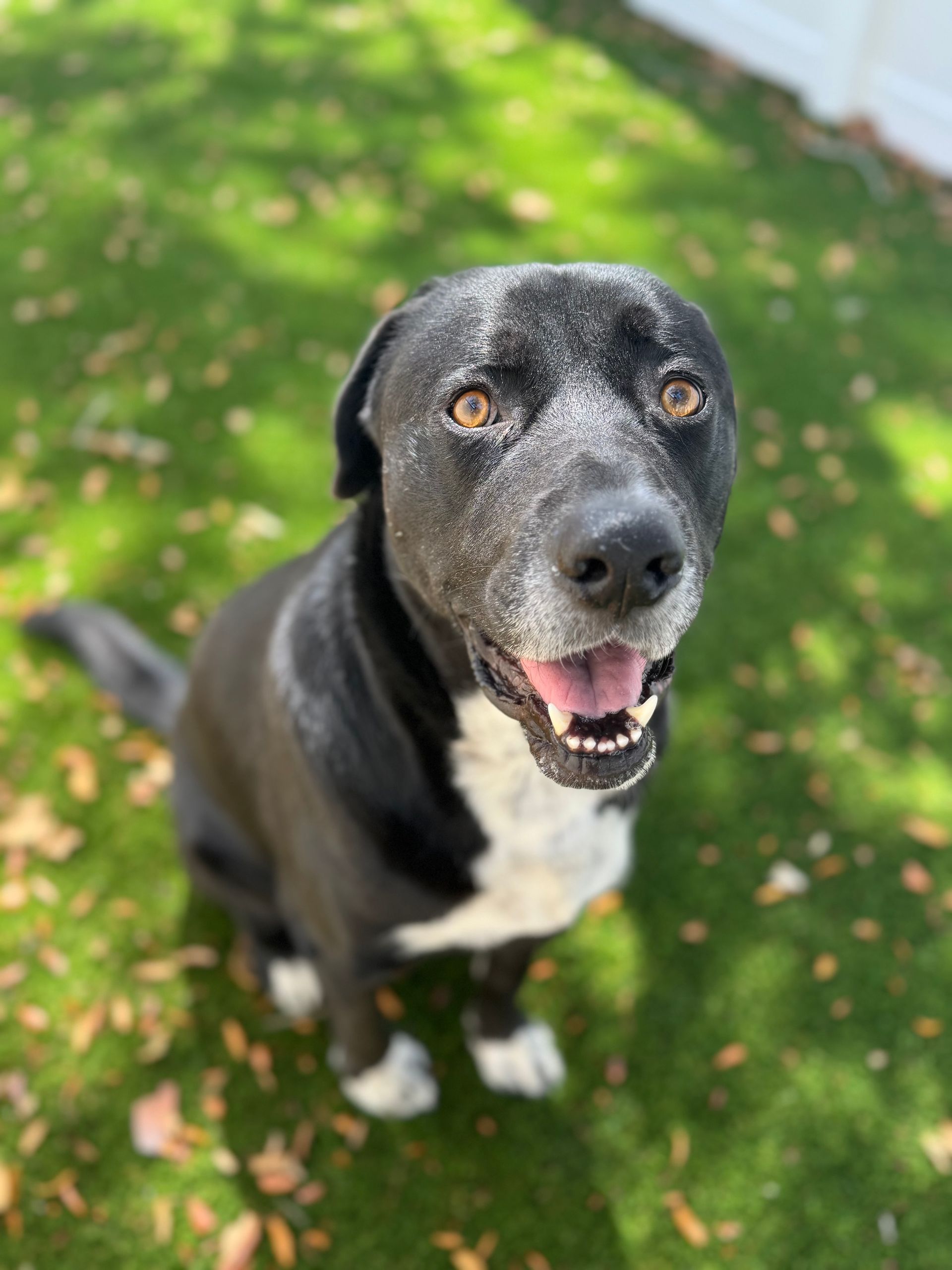 Black dog with white chest sitting on grass, looking up with mouth open and ears relaxed.