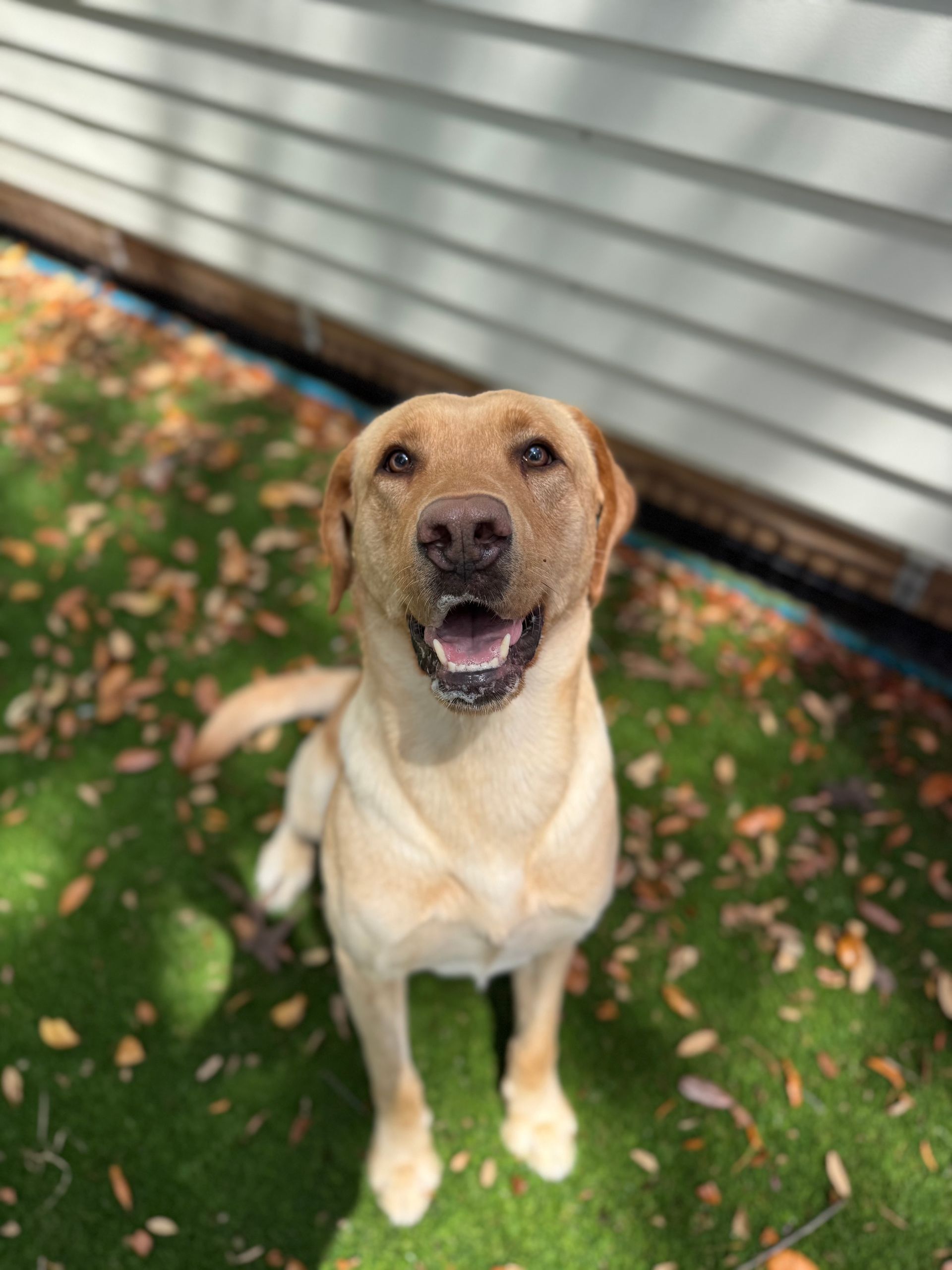 Yellow Labrador sitting on grass, looking up with mouth open beside a house wall.