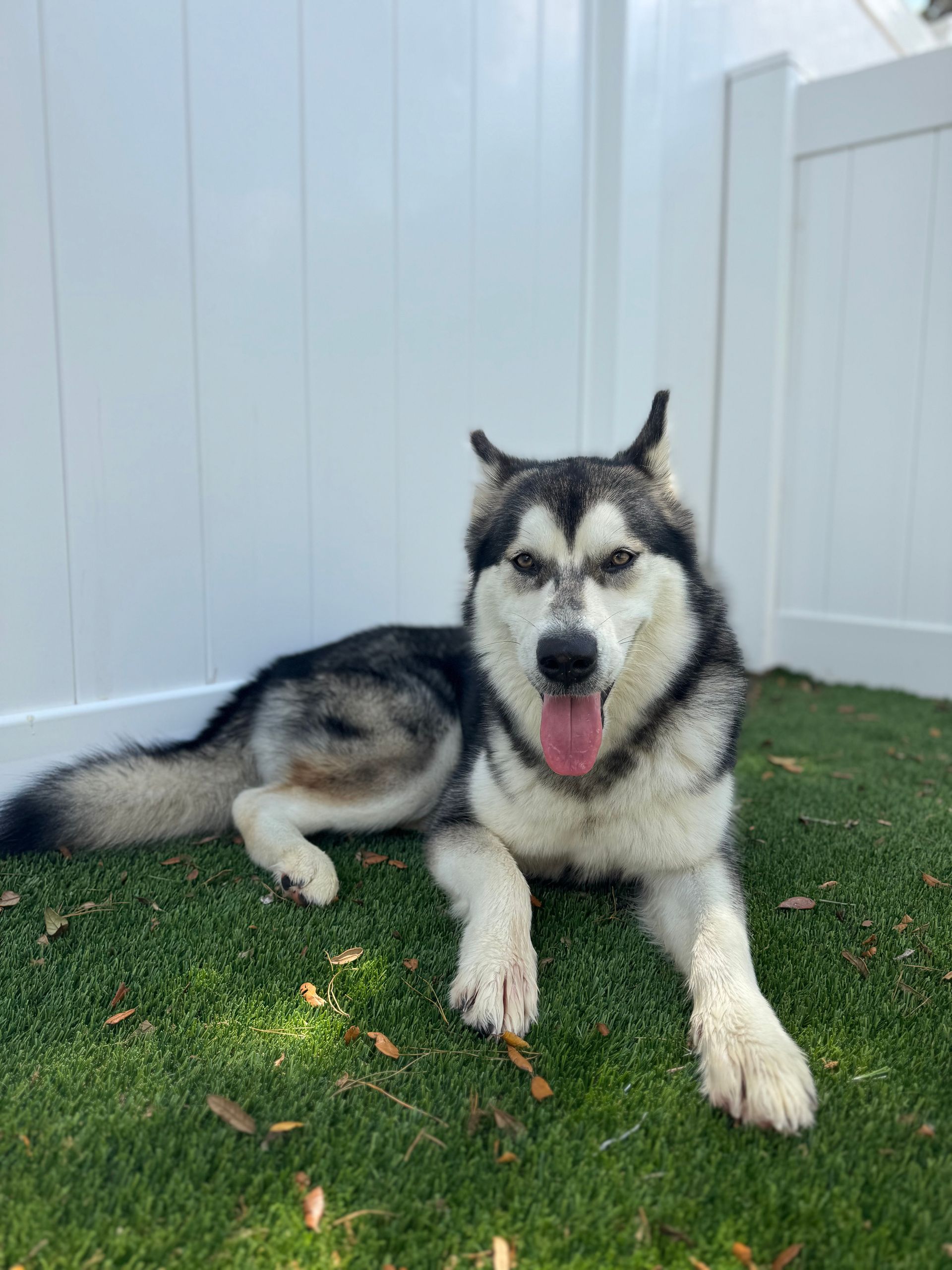Gray and white husky lying on green turf against a white fence, panting with tongue out.