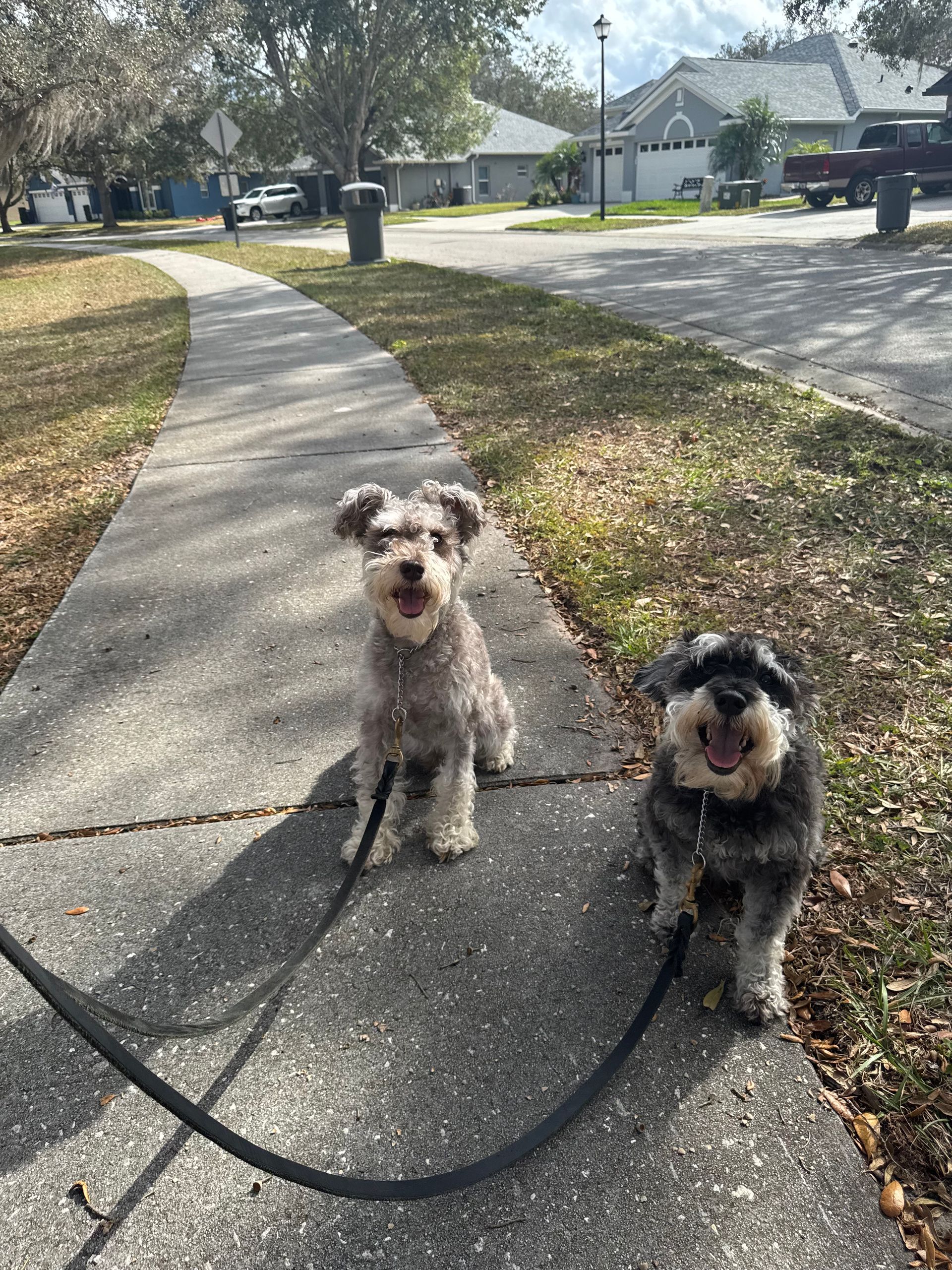 Two small dogs on leashes standing on a sidewalk in a suburban neighborhood, one tan and one black-gray.