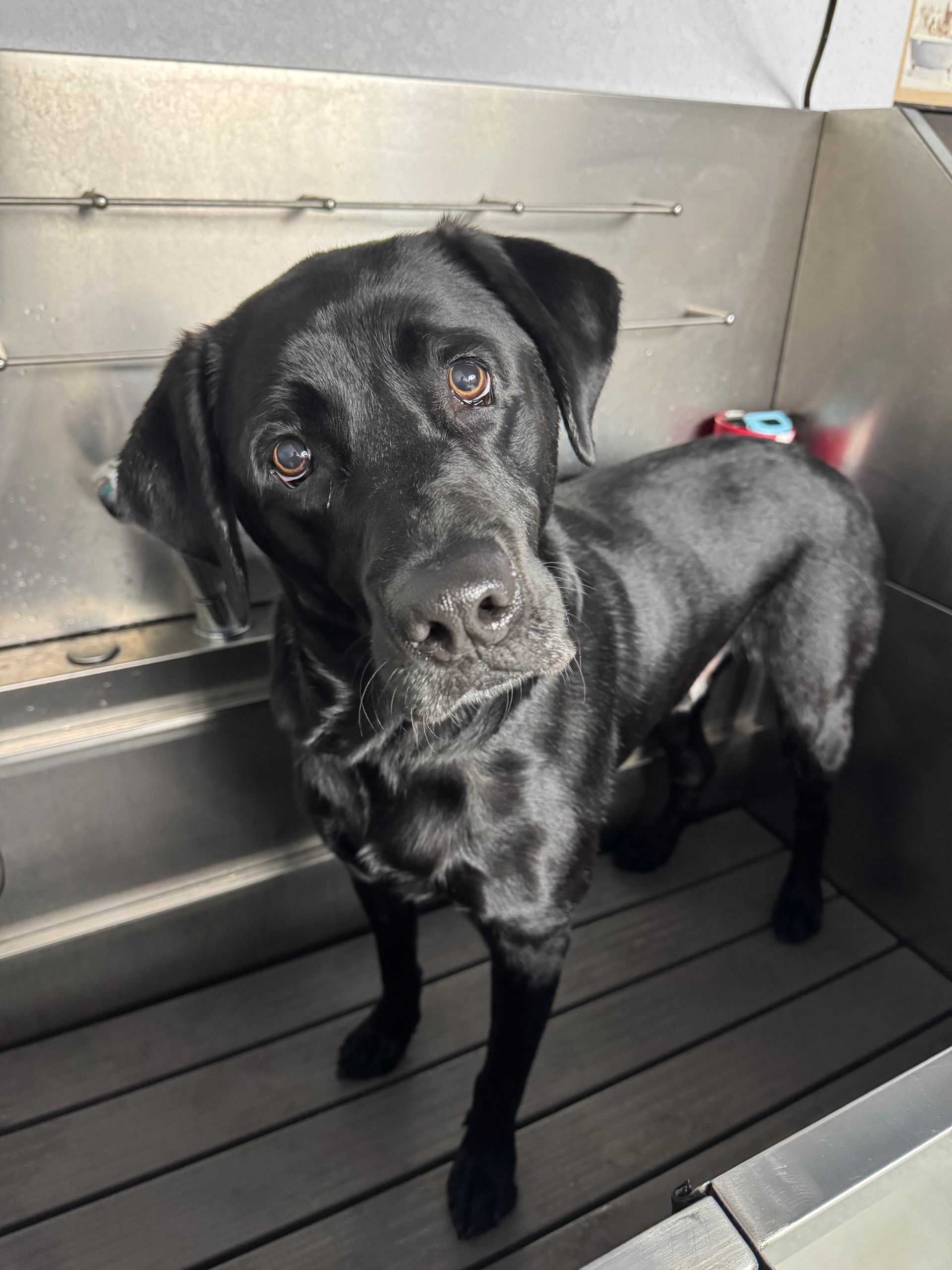Black Labrador standing in a metal tub, looking up with a wet coat and alert expression