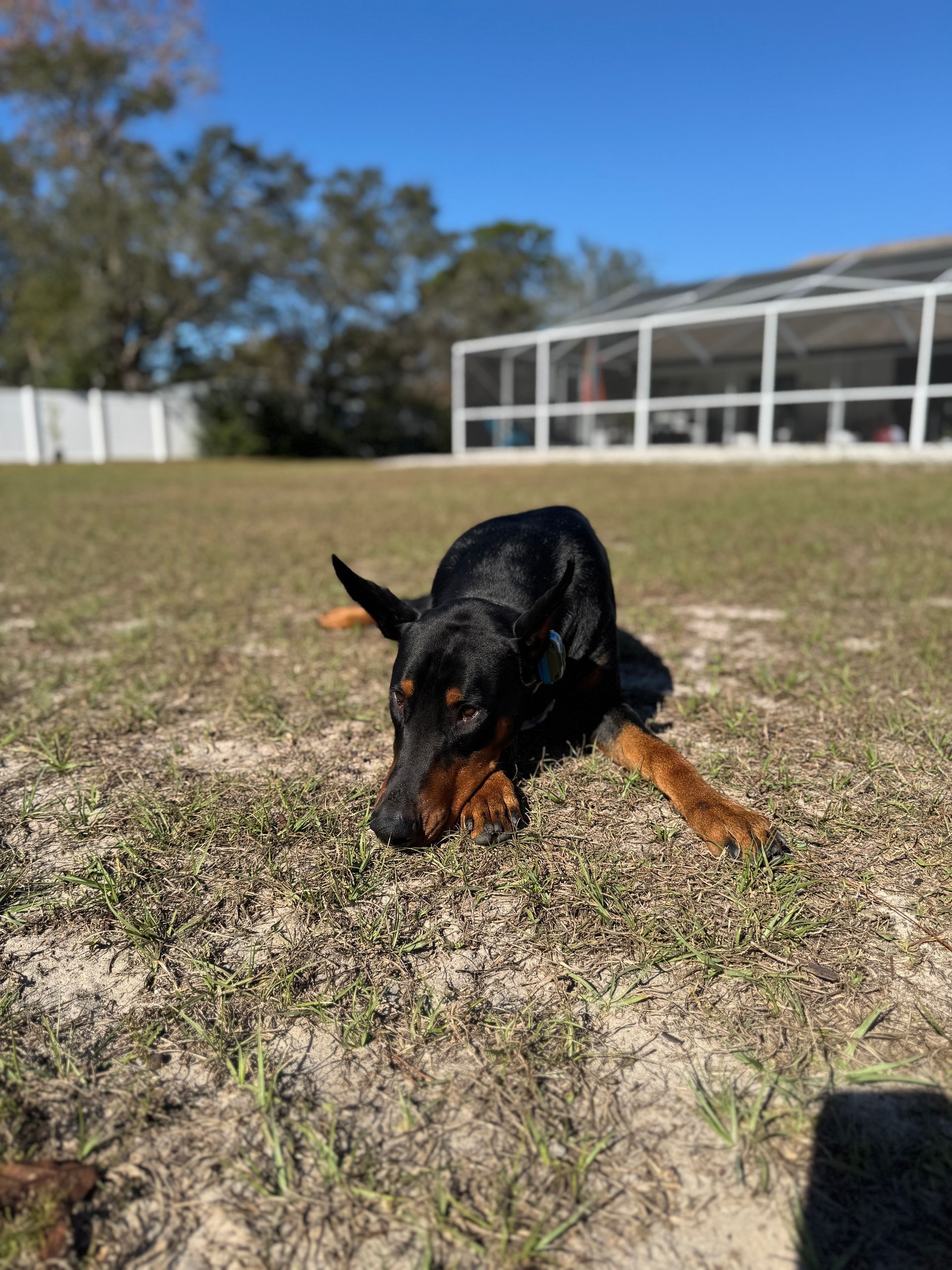 Black-and-tan dog crouching in a grassy yard with a white building in the background