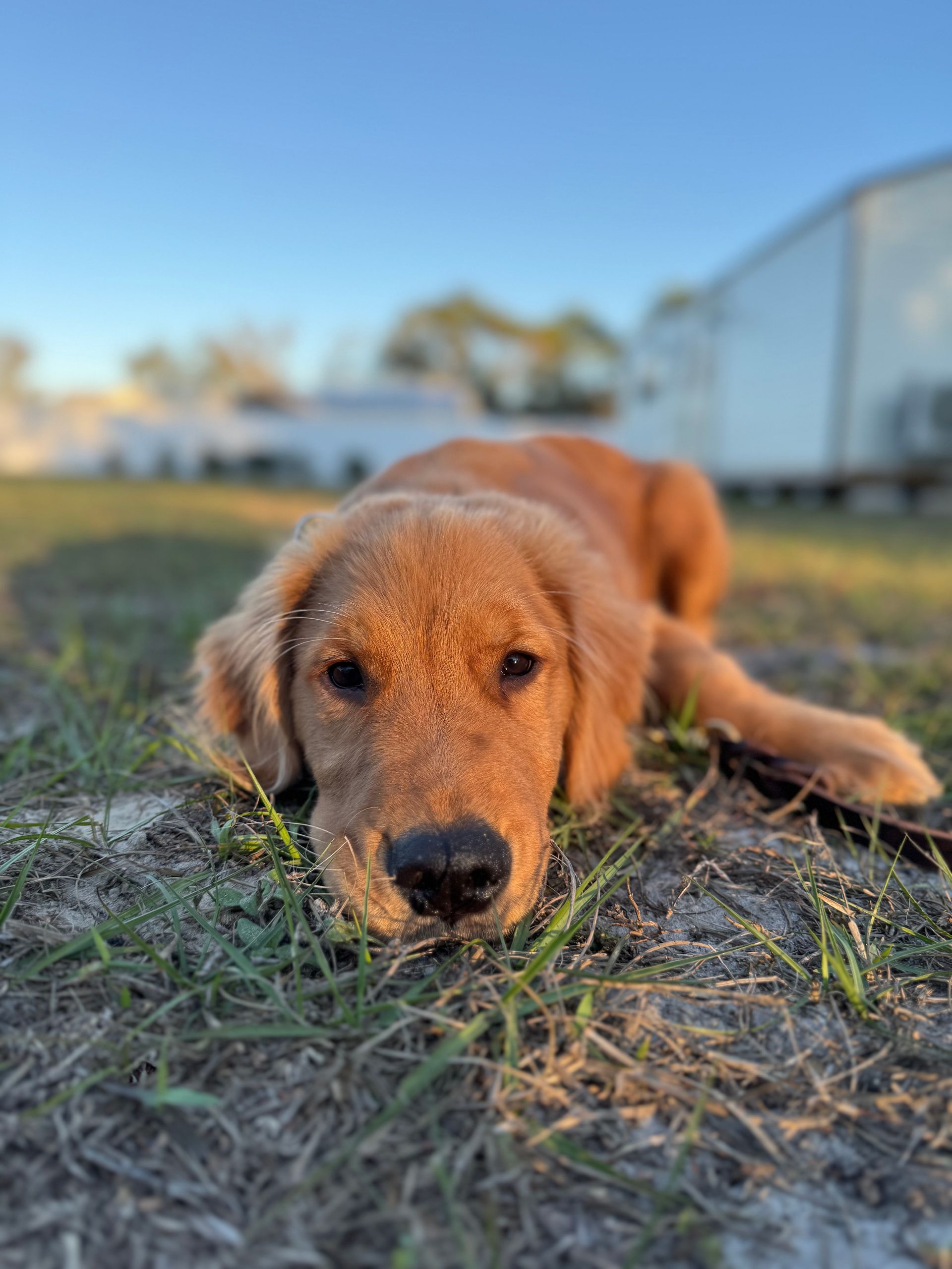 Golden retriever puppy lying in grass, looking at the camera in a sunny yard.