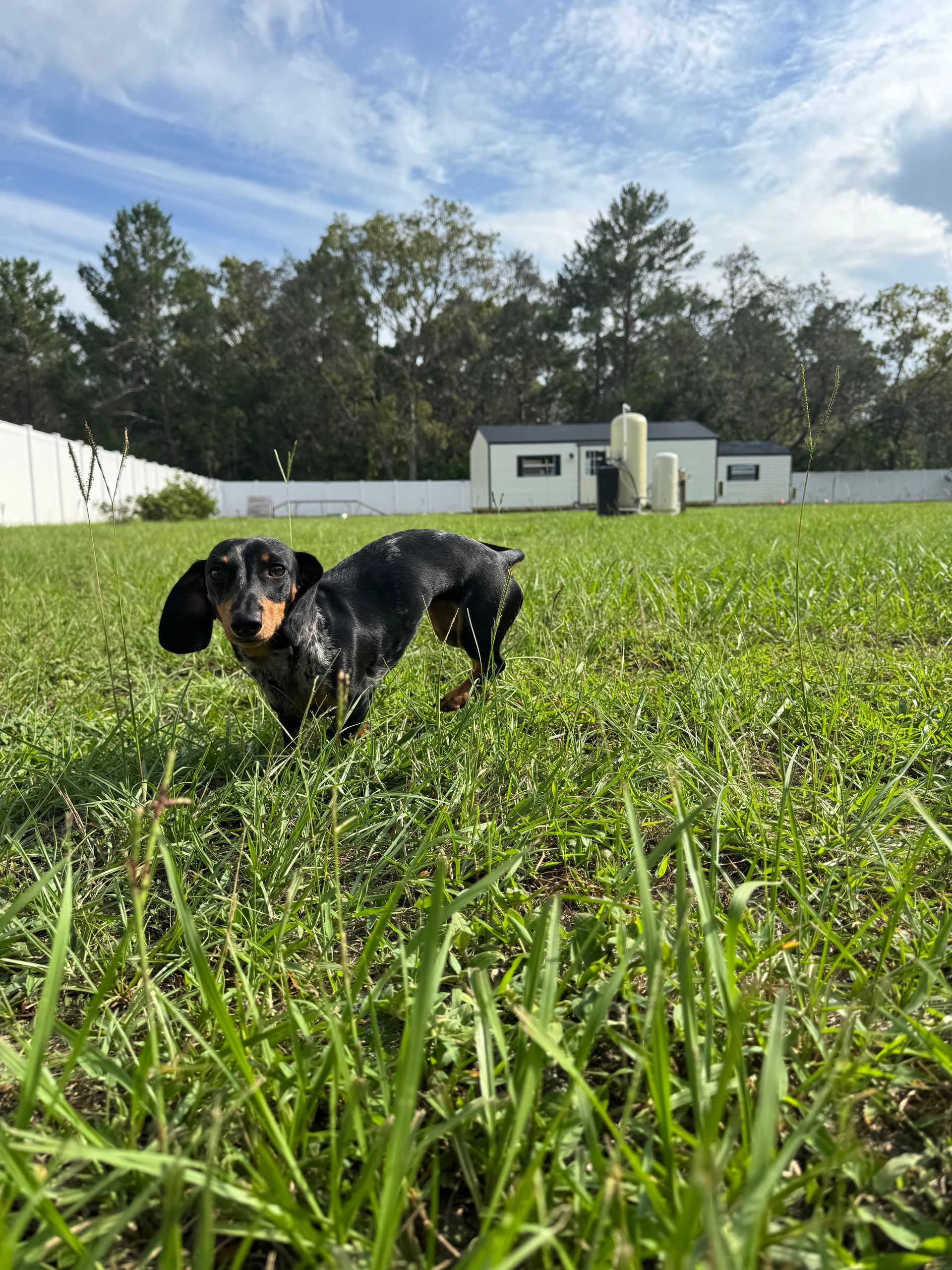 Black-and-tan dachshund standing in a grassy yard with trees and a white building in the background
