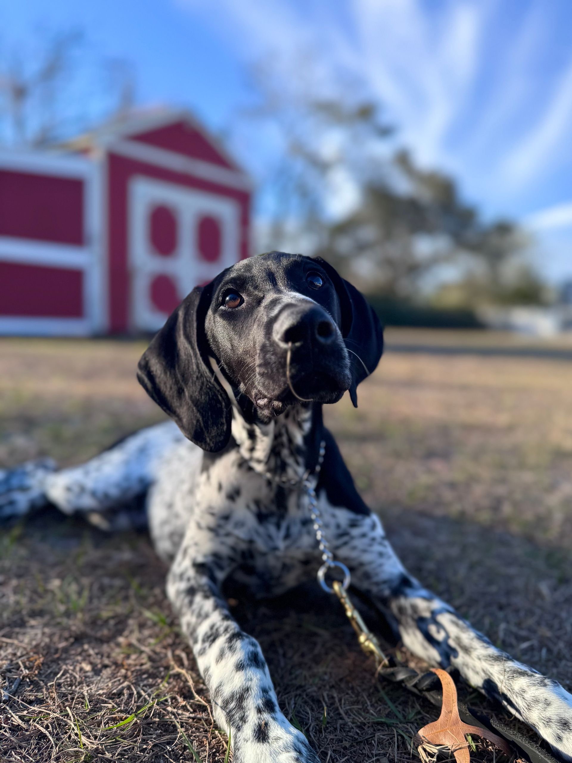 Black-and-white spotted dog lying on grass with a red barn blurred in the background.