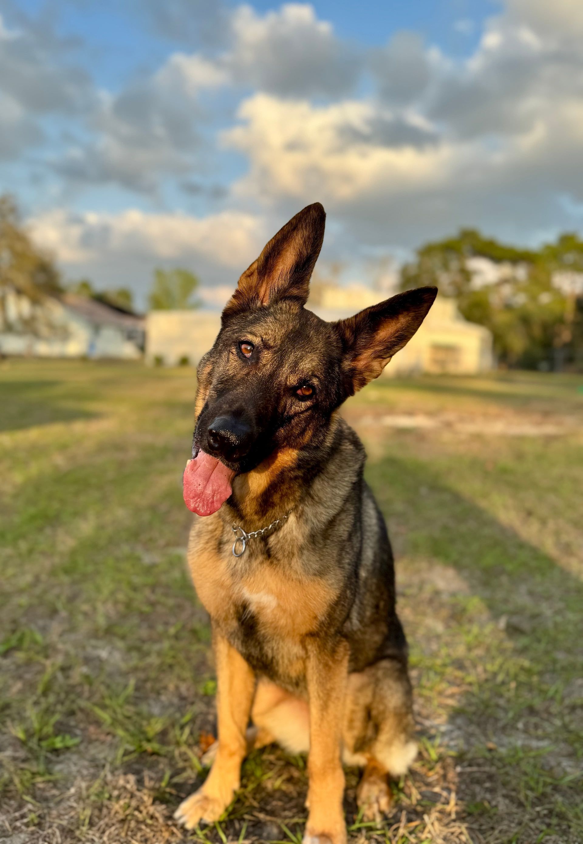 German shepherd sitting on grass with tongue out, ears up, in a sunny park.