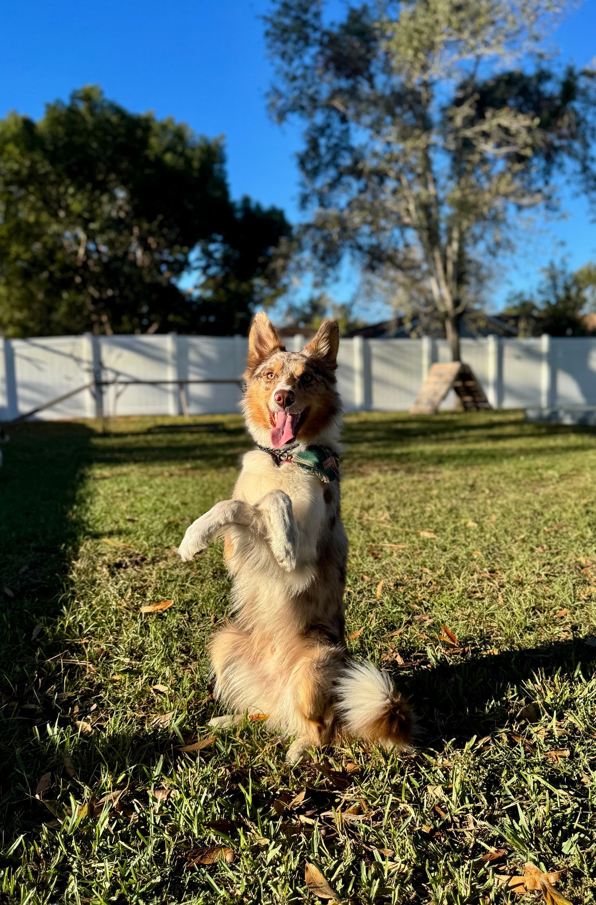 Small dog standing upright on grass in a sunny backyard, ears up and tail fluffy.