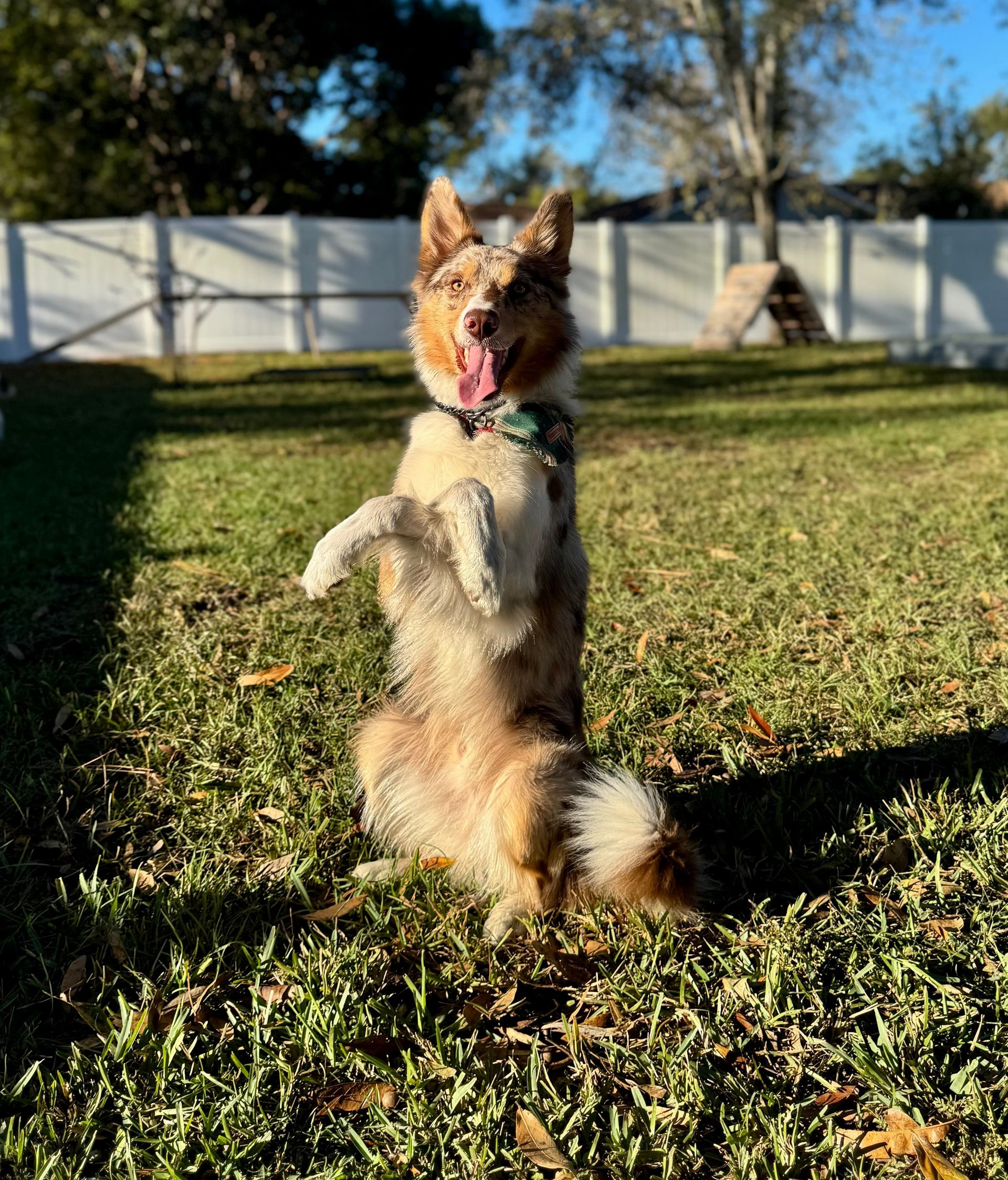 Small dog standing upright on grass in a sunny backyard, facing a white fence and trees.